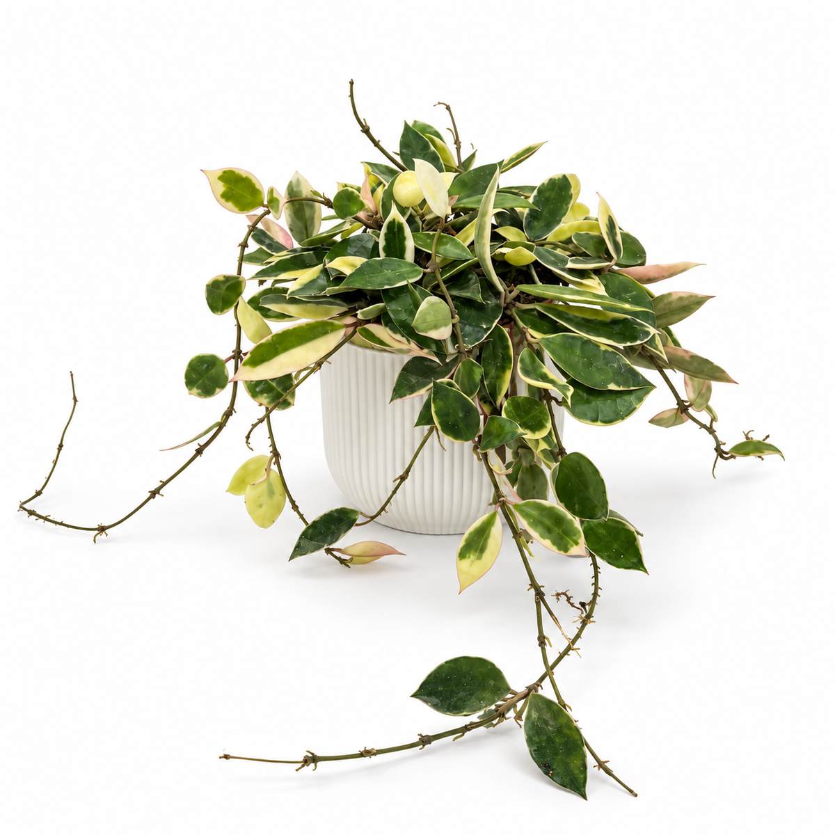 Hoya lacunosa Asami 12cm Houseplant