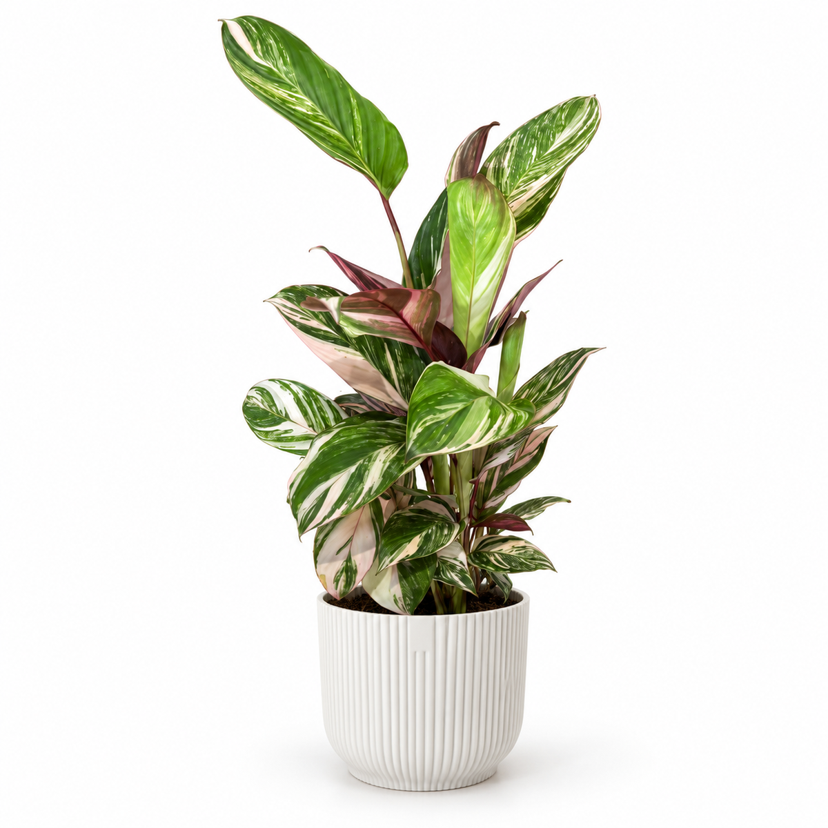 Calathea Princess Dalya 14cm Houseplant