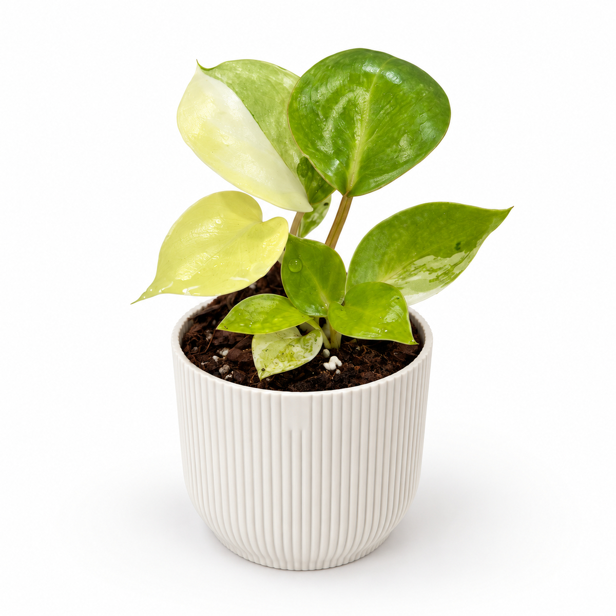 Philodendron Burle Marx Variegata 7cm Houseplant