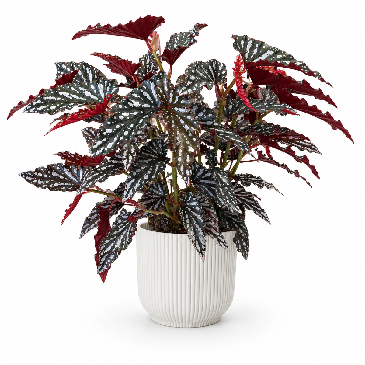 Begonia maculata Spotlight Dark 17cm Houseplant