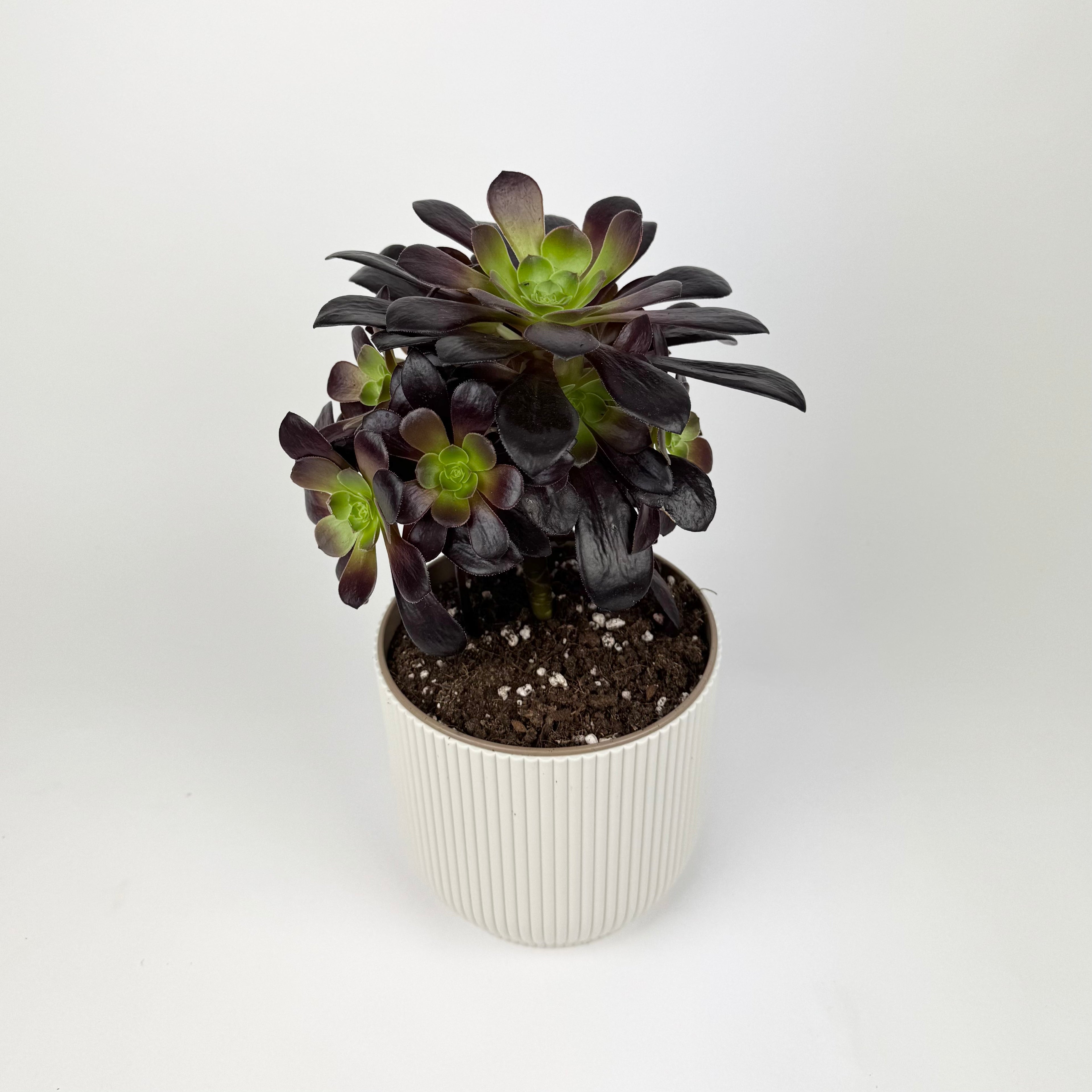 Aeonium Arboreum Plant