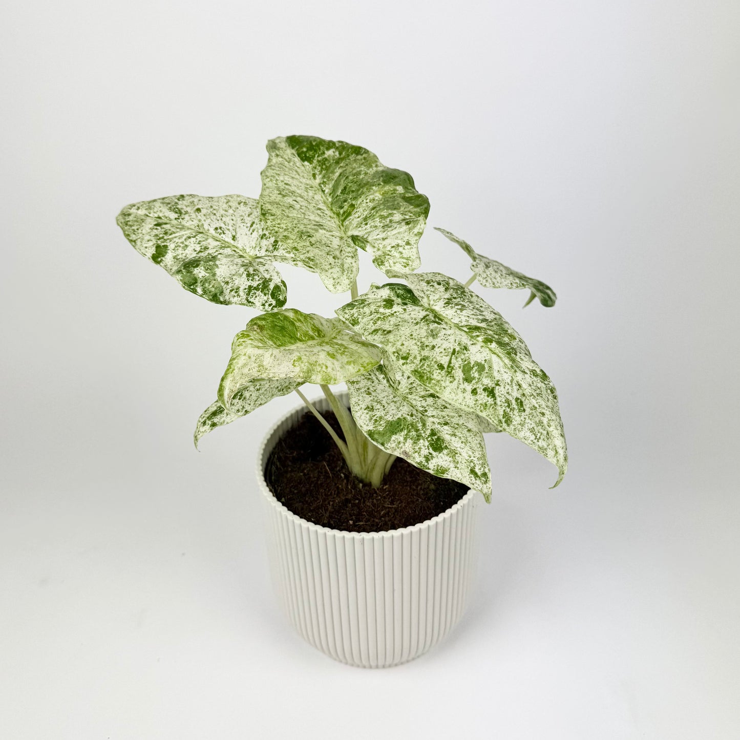 Alocasia Macrorrhizos Splash Houseplant