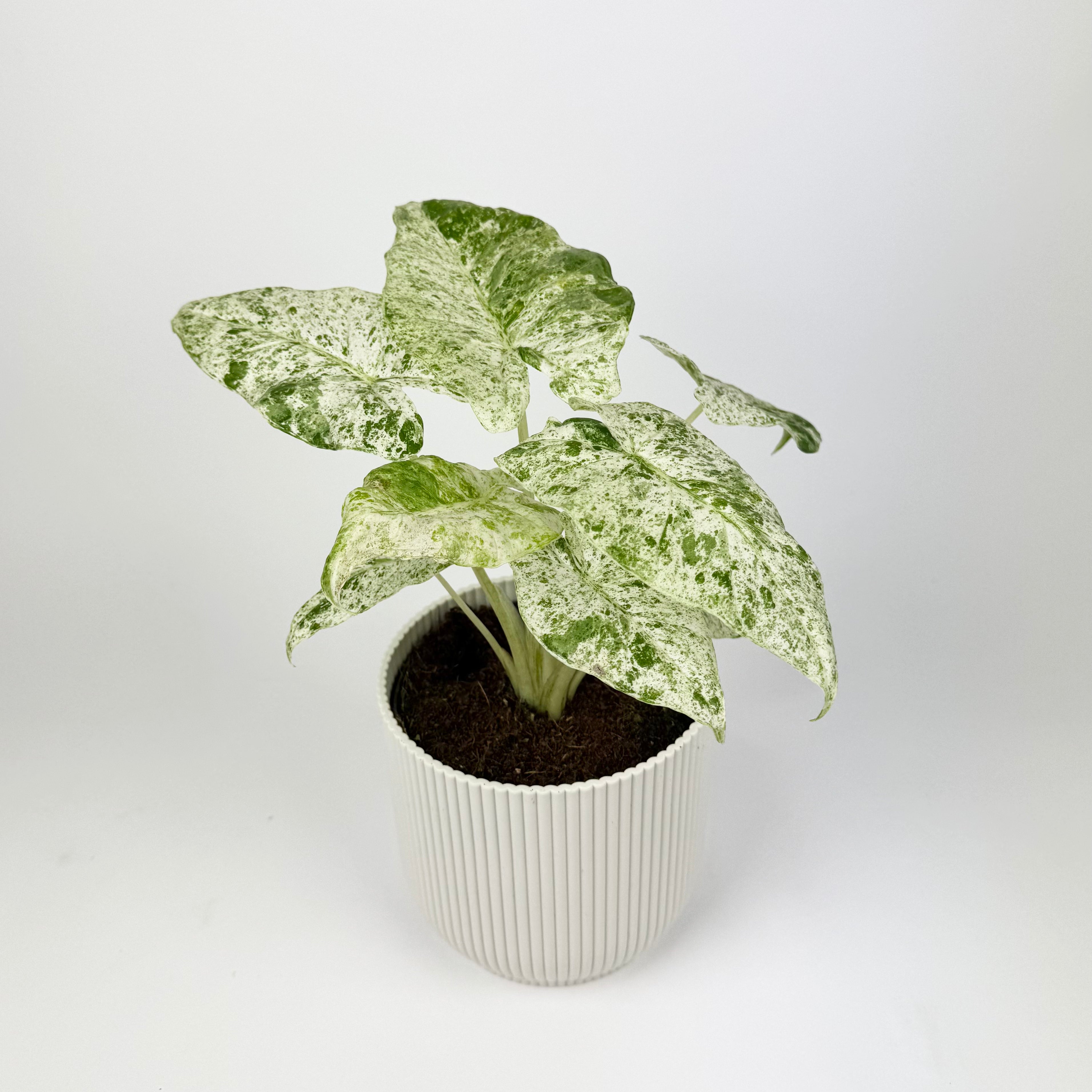 Alocasia Macrorrhizos Splash Houseplant