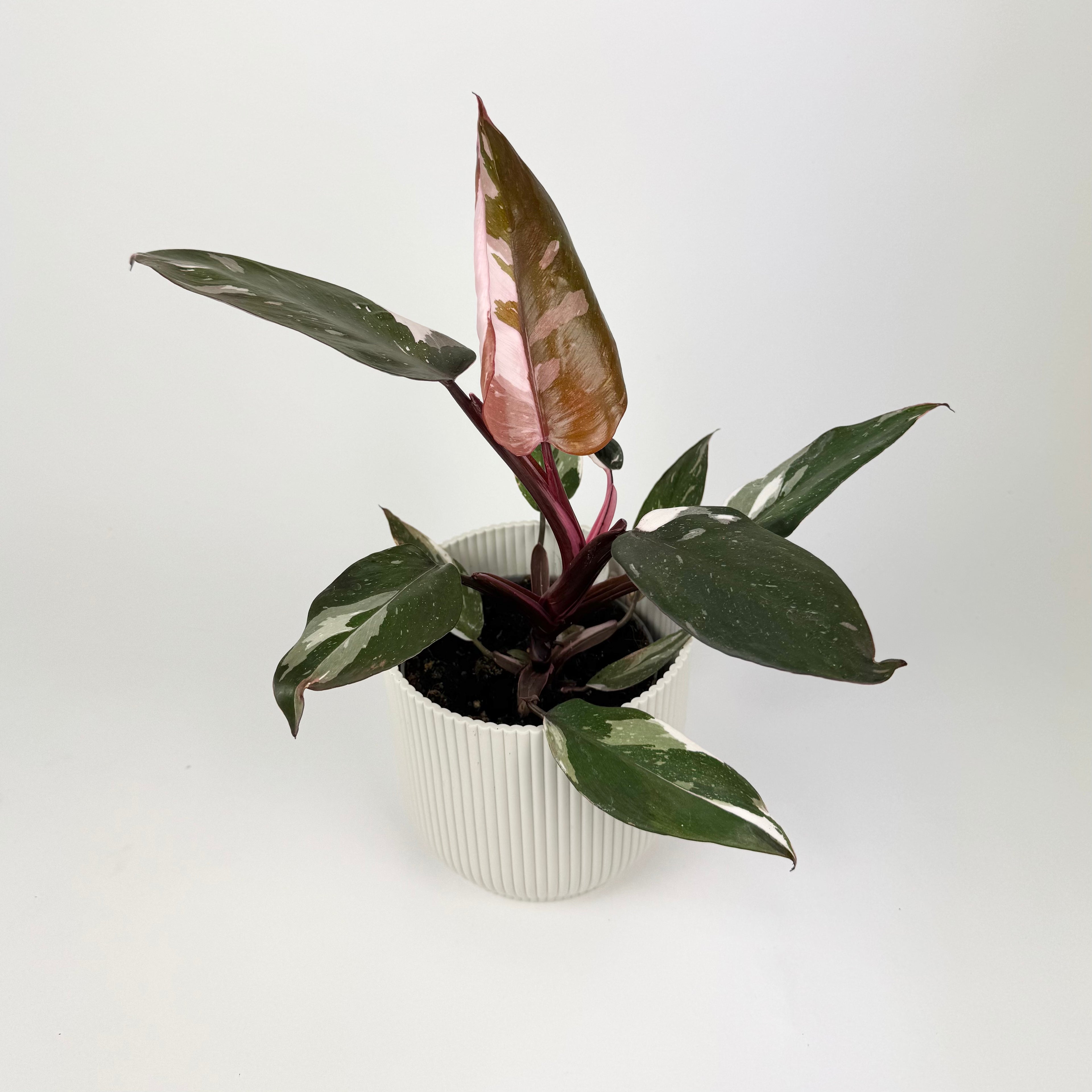 Philodendron Red Anderson Houseplant