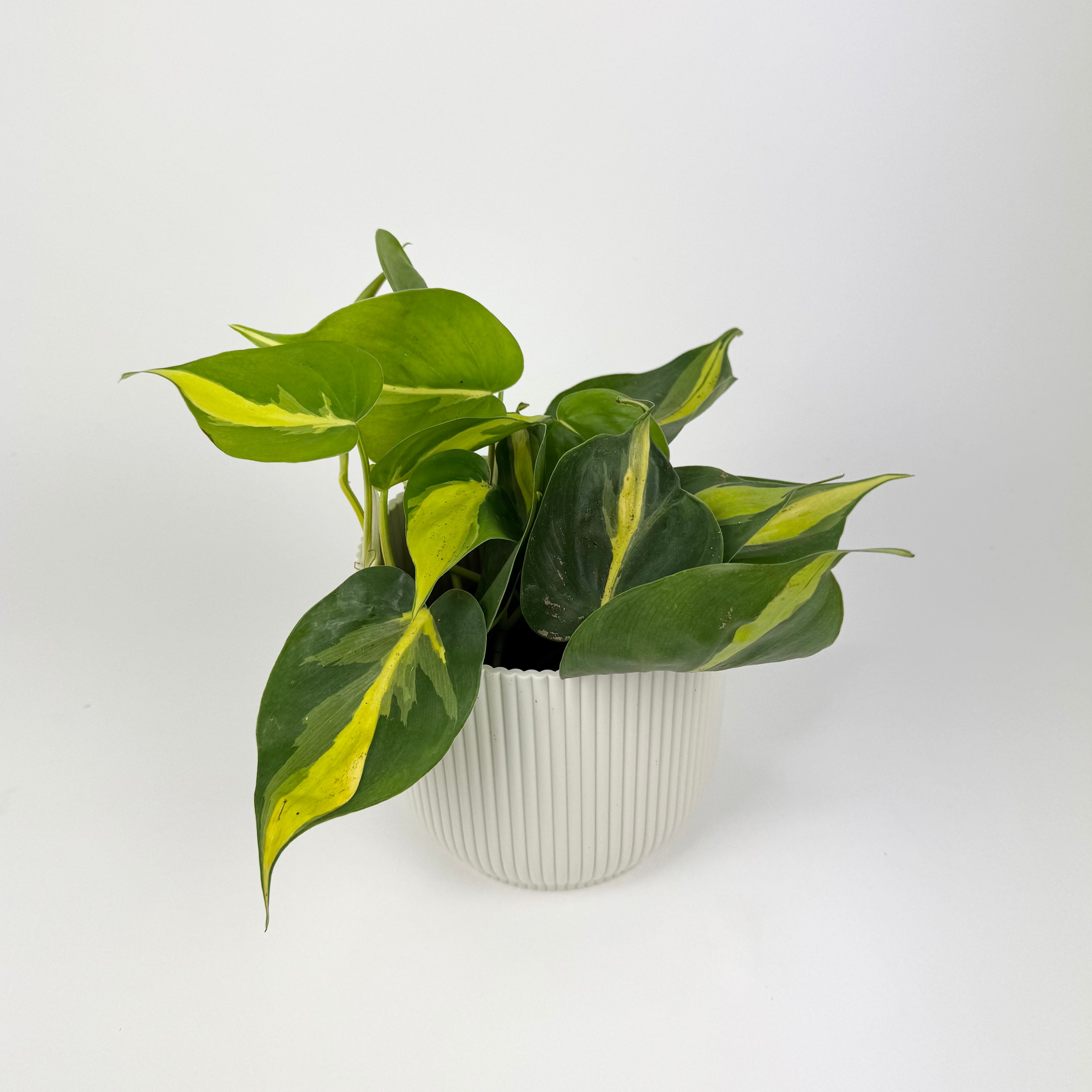 Philodendron Scandens Brazil 11cm Houseplant