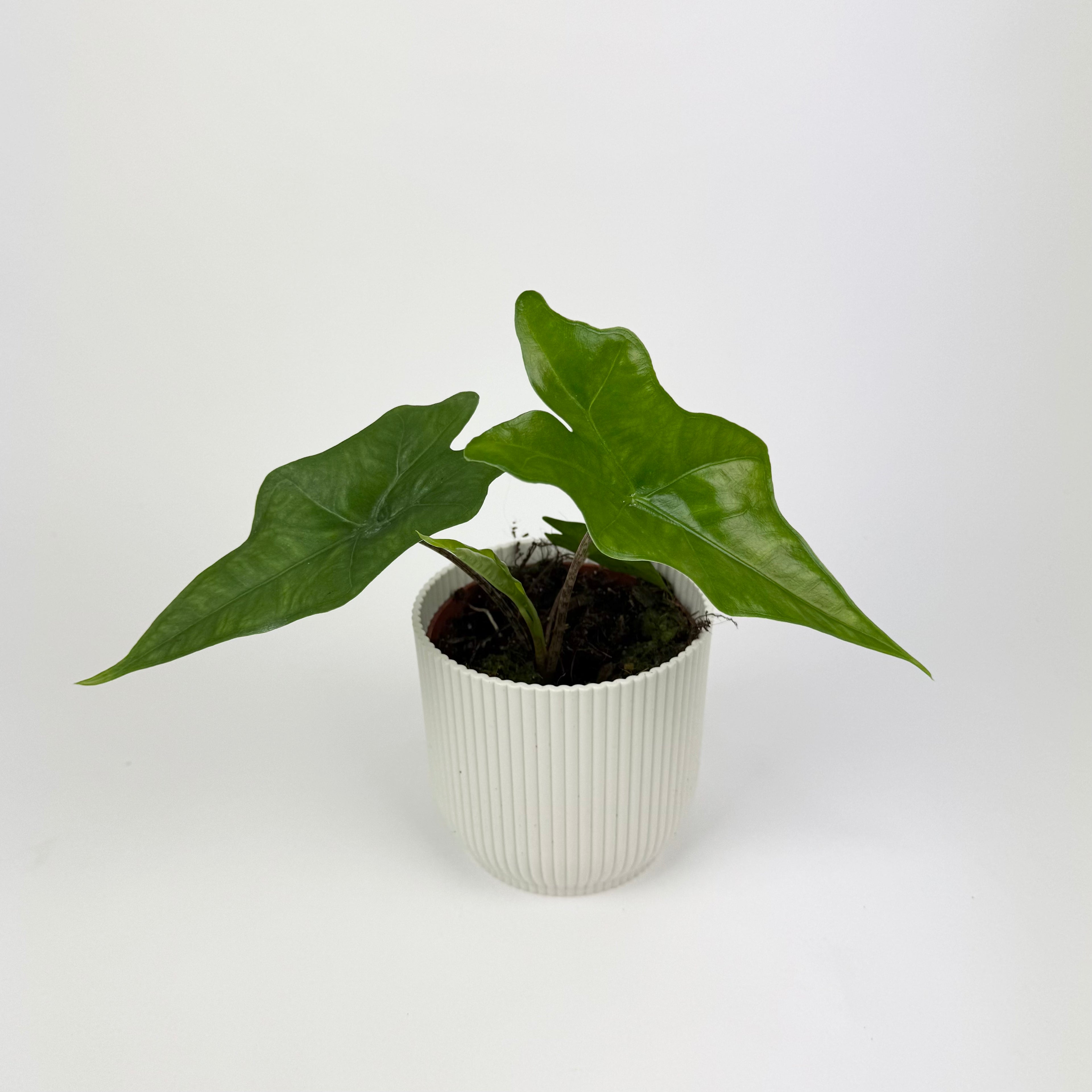 Alocasia Batwing Houseplant