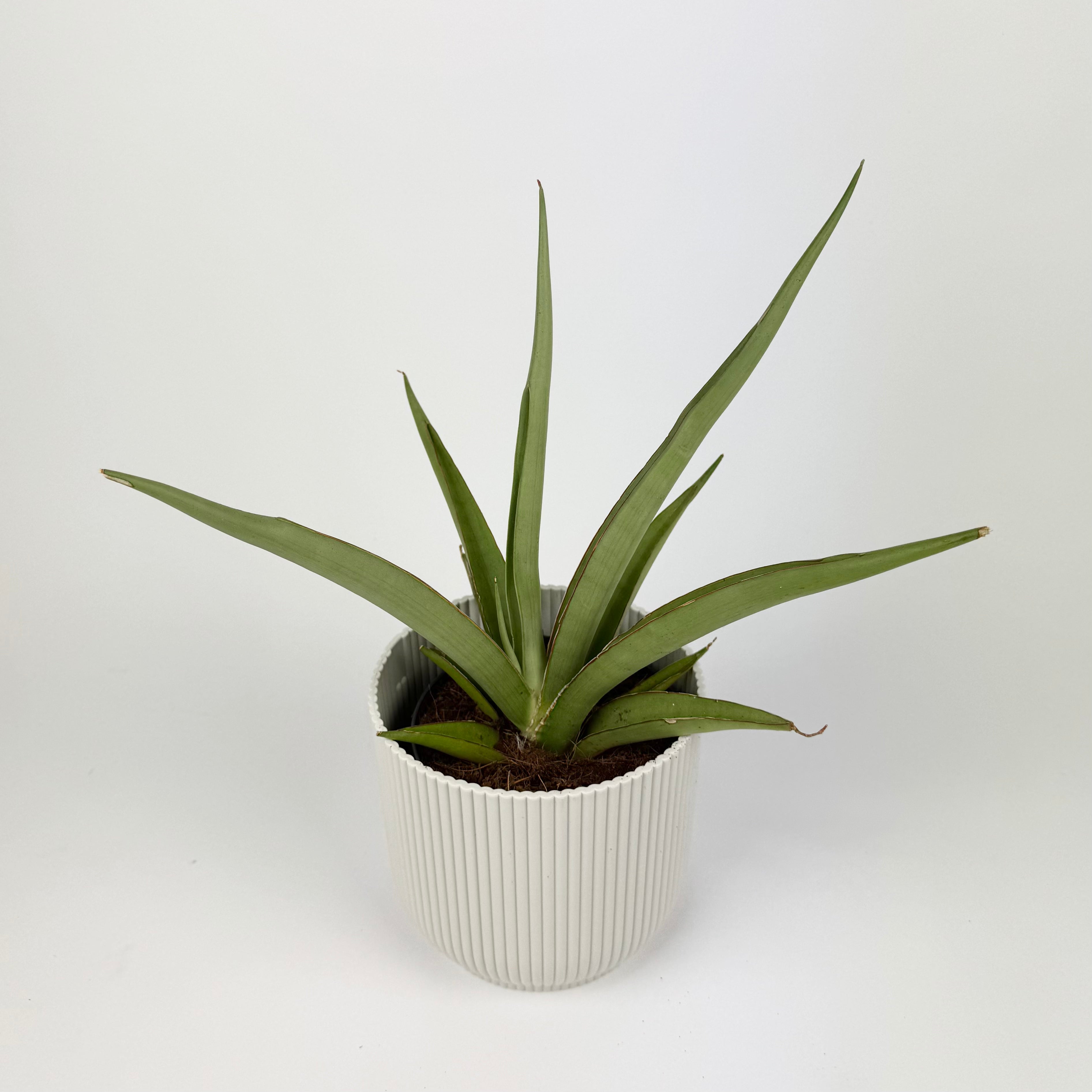 Sanseveria Silver Syreni Houseplant