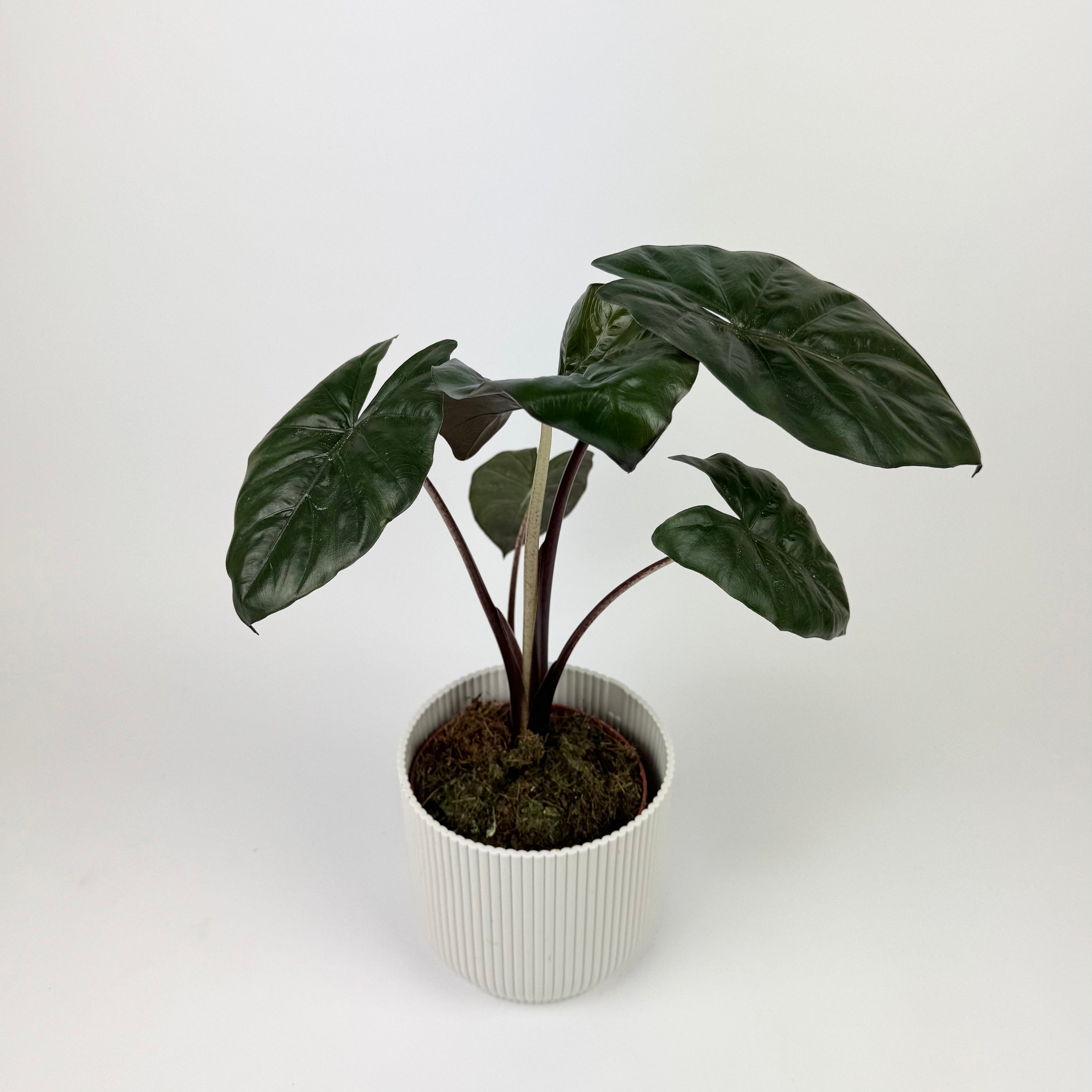 Alocasia Yucatan Princess Houseplant