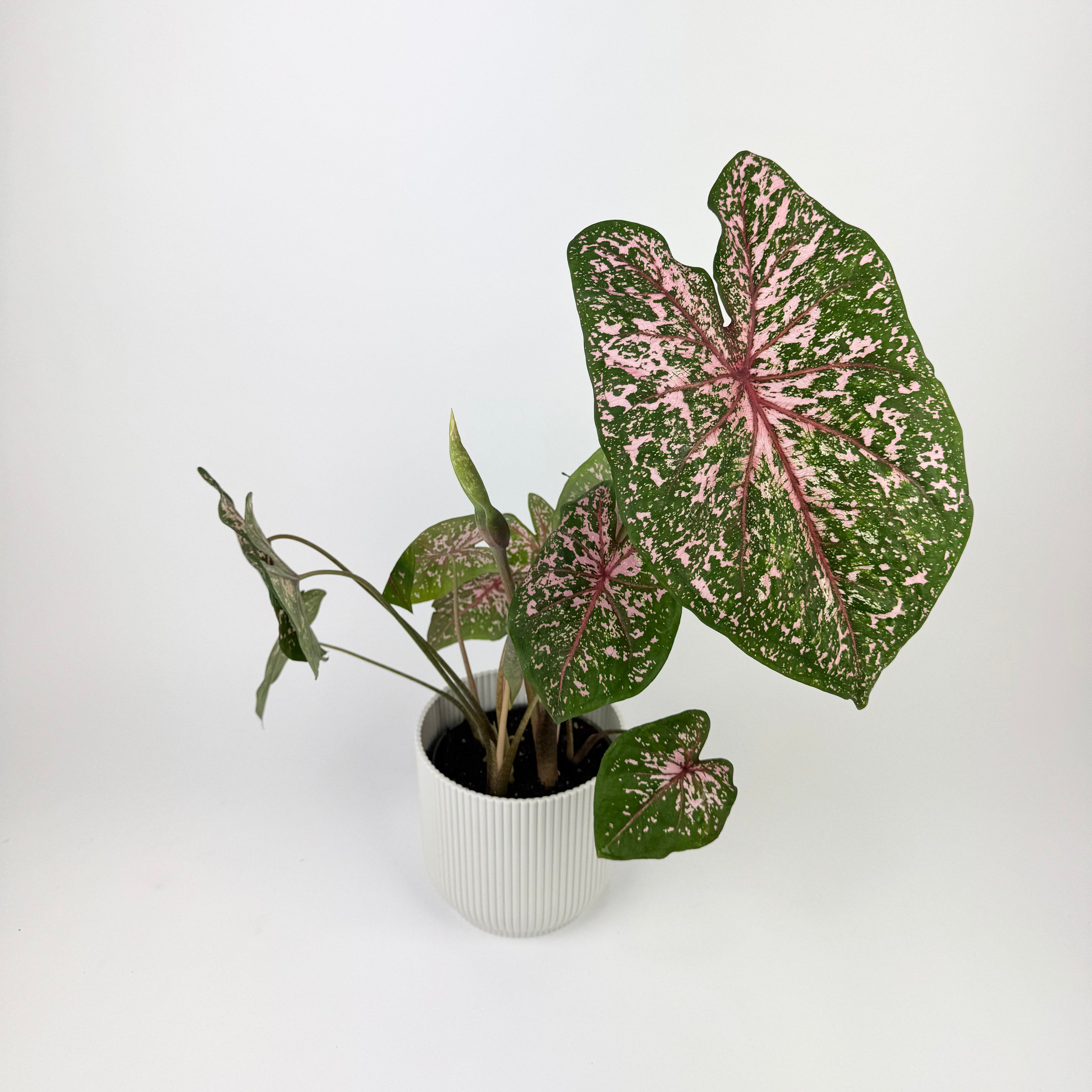 Caladium Pink Beauty 12cm Houseplant
