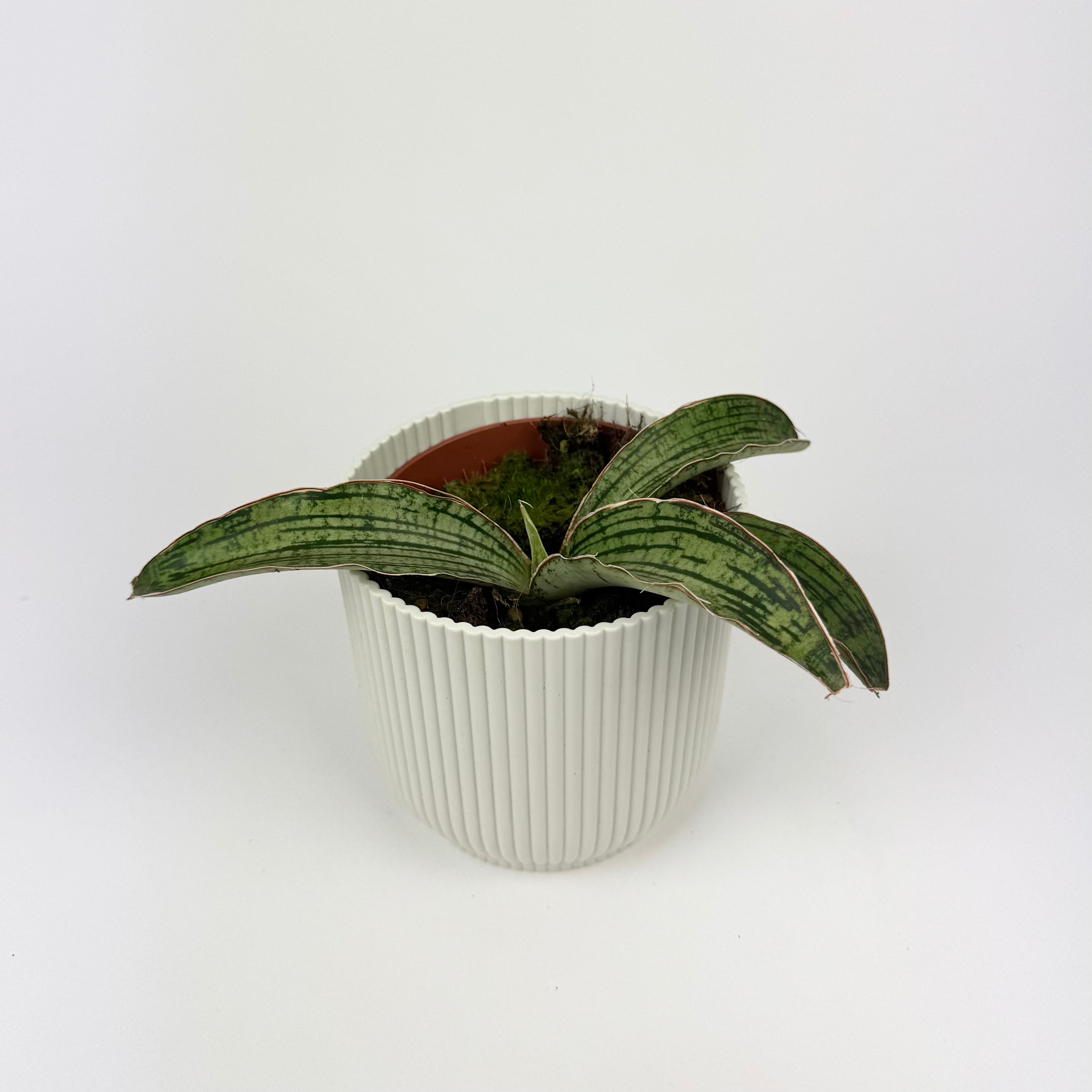 Sanseveria Cleopatra Houseplant