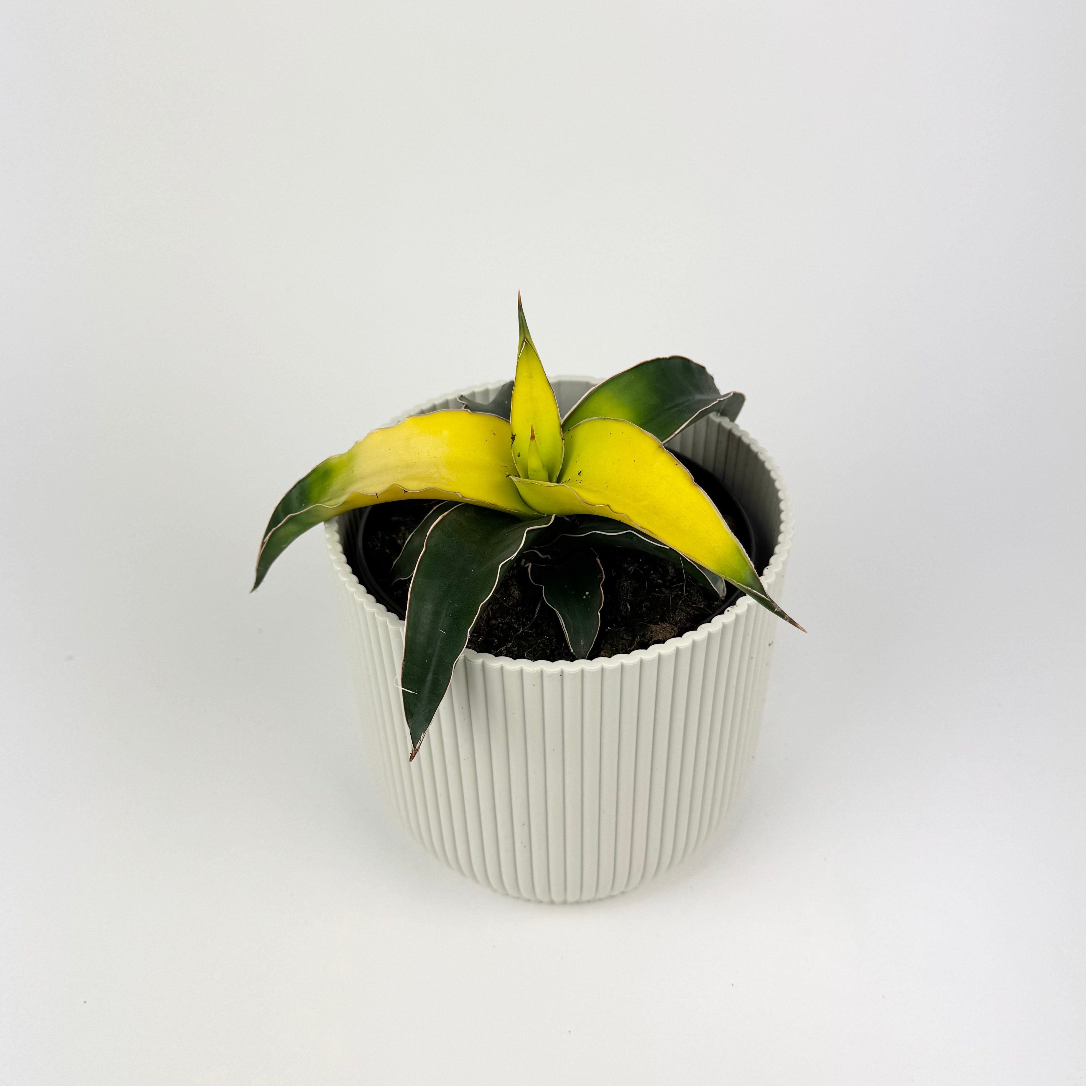 Sanseveria Star Canary Houseplant