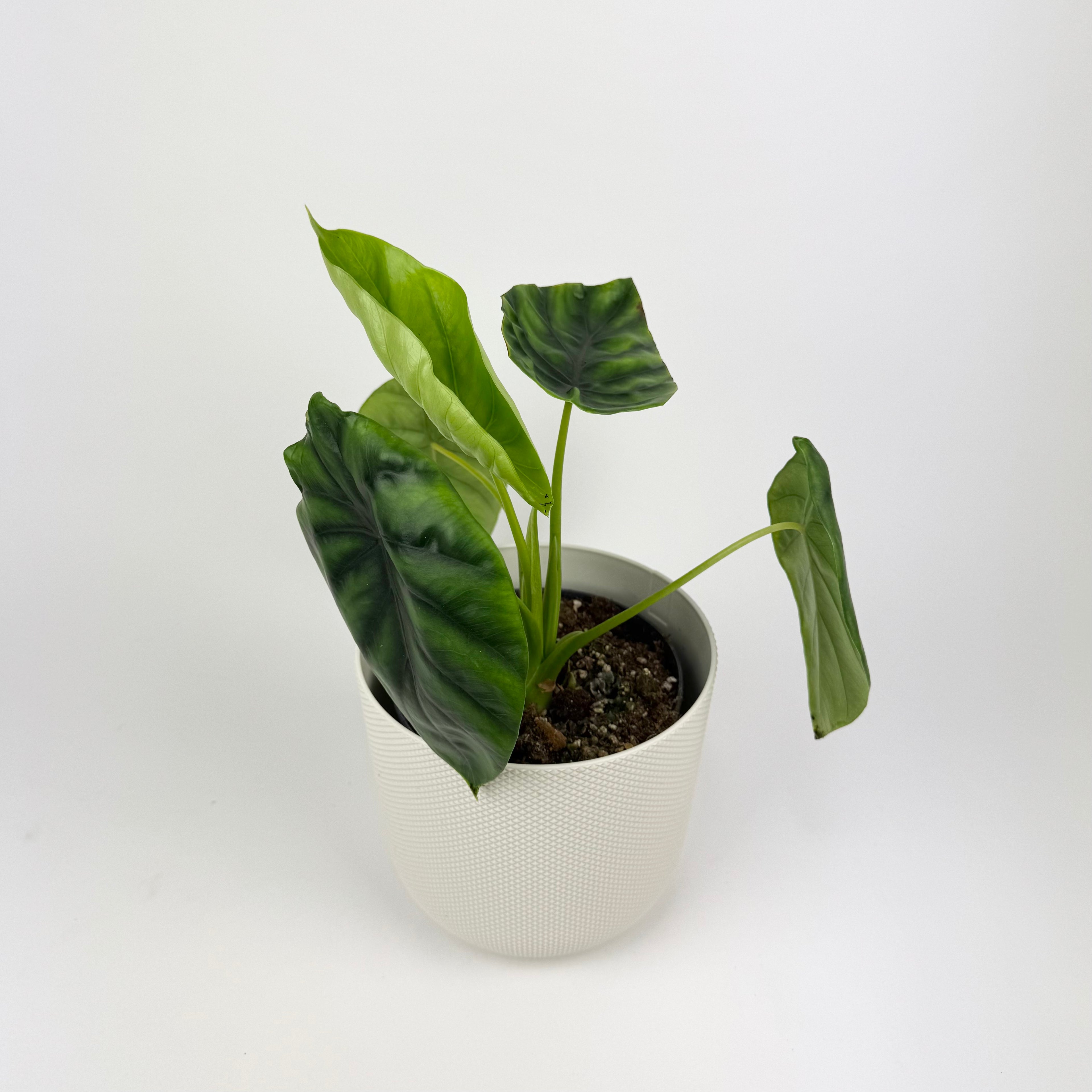 Alocasia Green Shield Houseplant