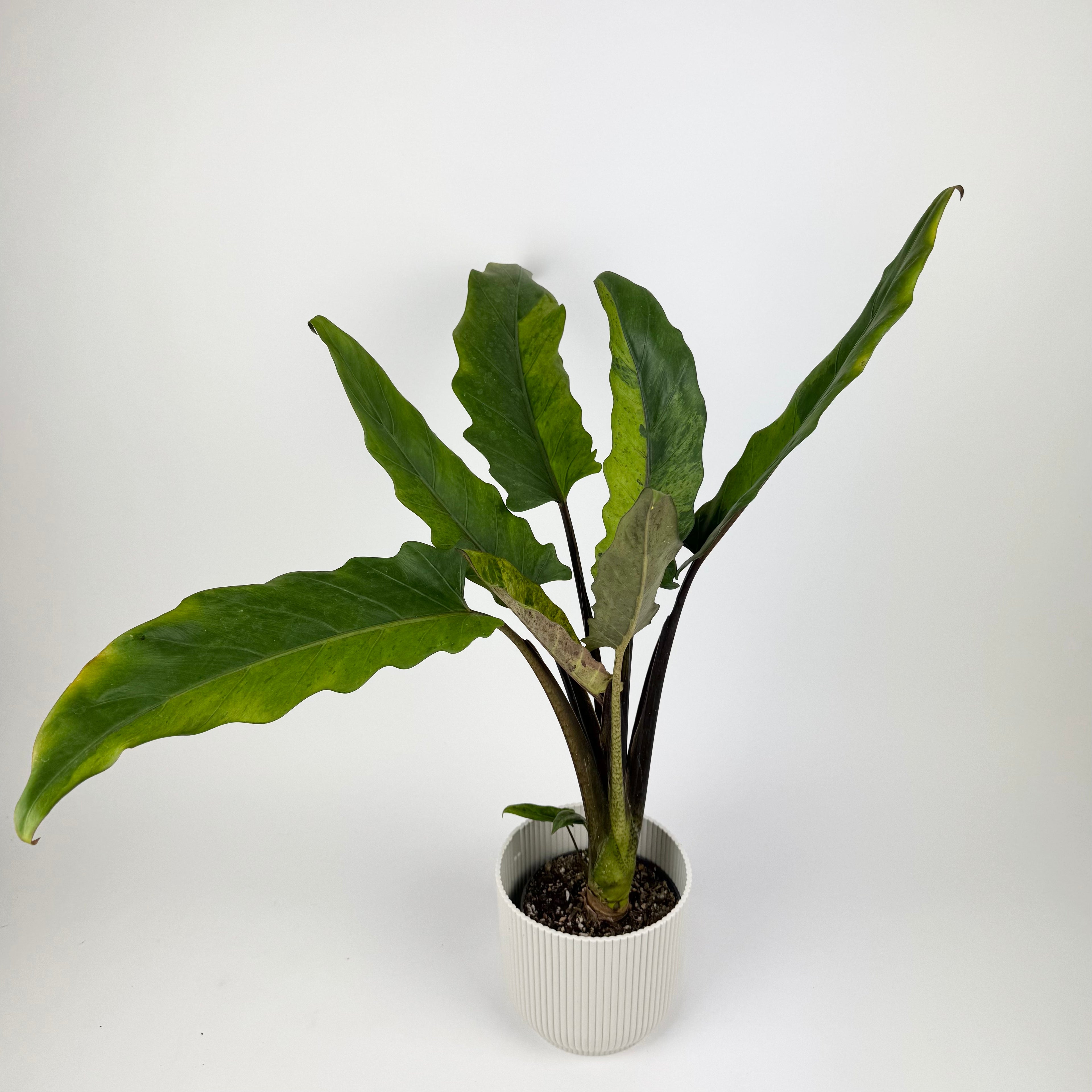 Alocasia Lauterbachiana Variegated Houseplant