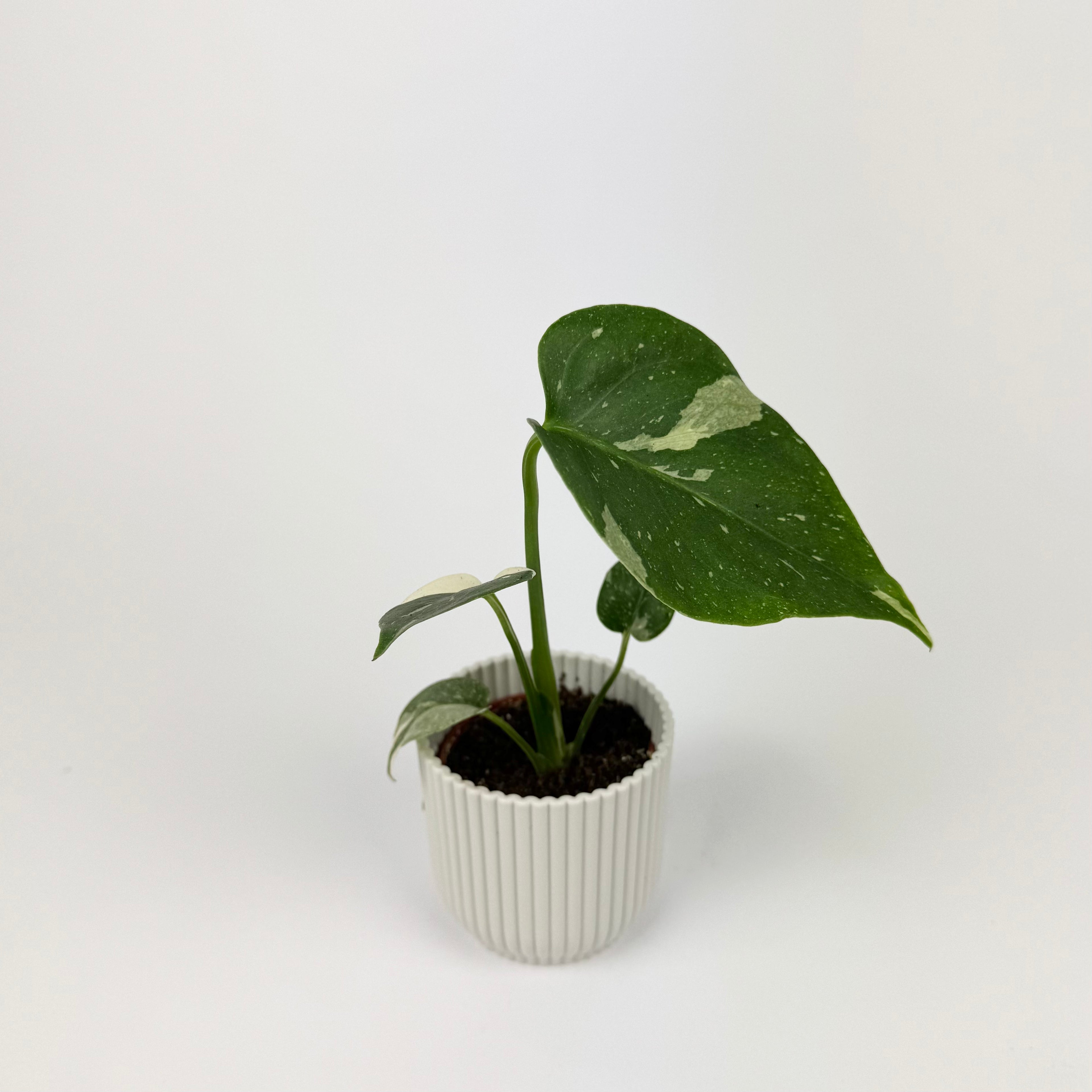 Mini Monstera Thai Constellation 6cm Houseplant