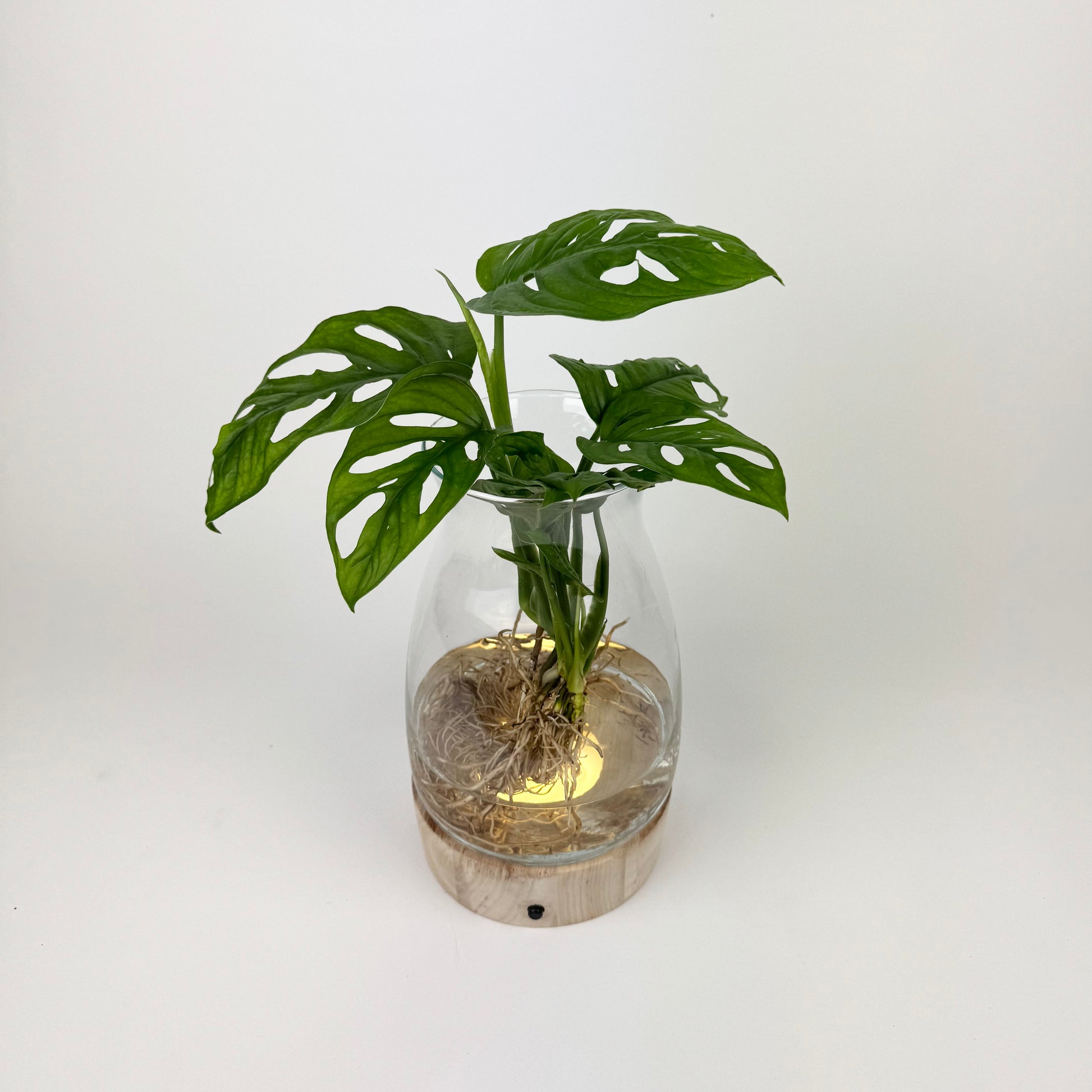 monstera in glass vase Monstera Kingston In A Led Glass Vase Houseplant – OH SO Floral