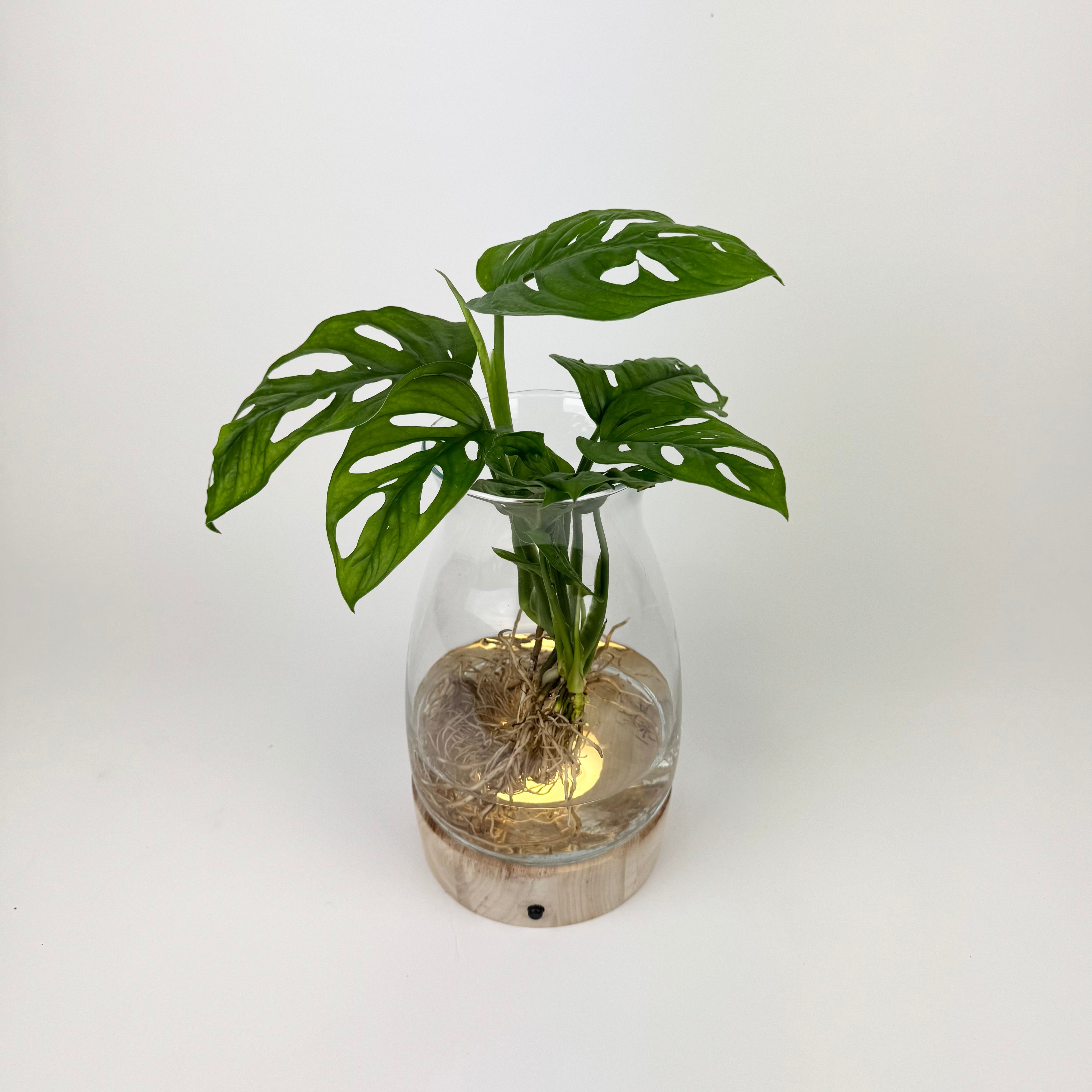 Monstera Kingston In A Led Glass Vase Houseplant
