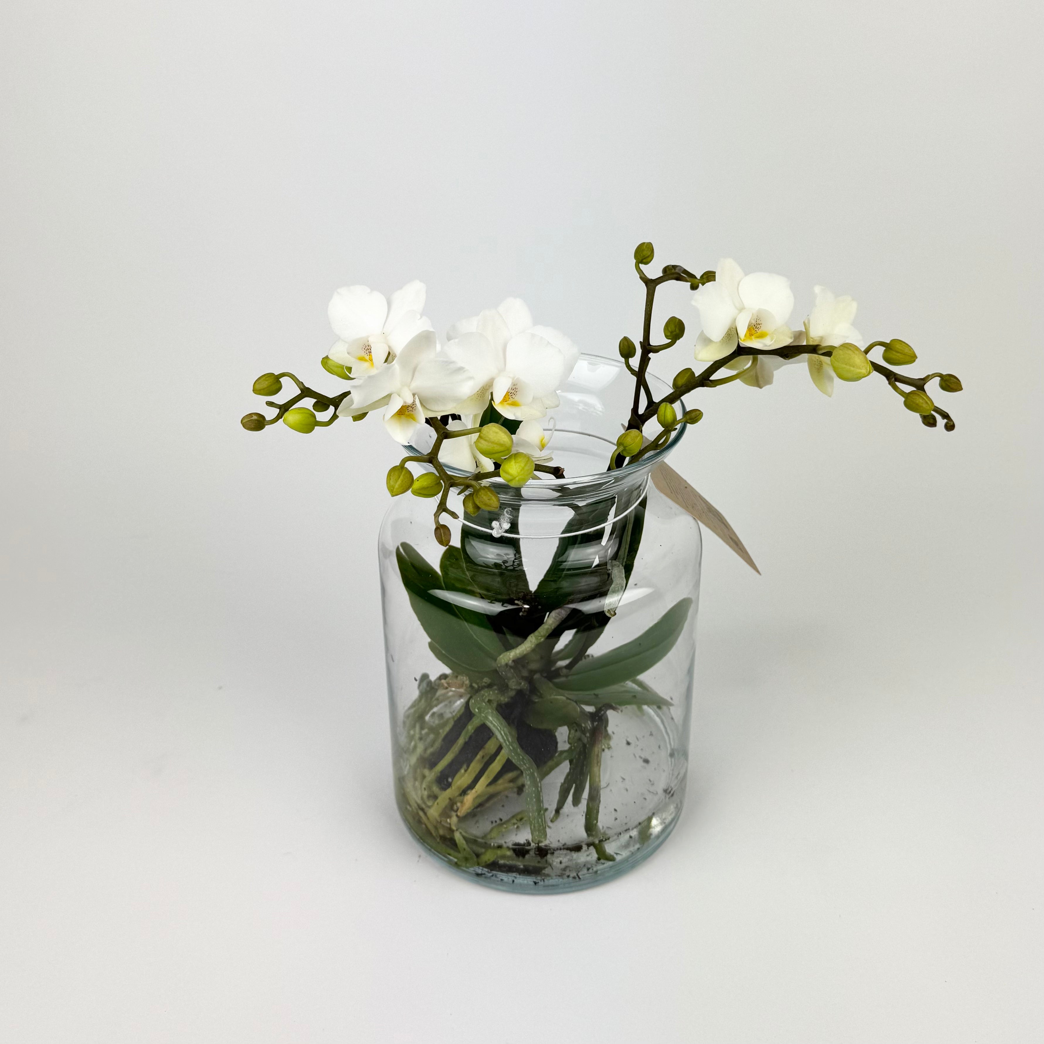 Phalanopsis White Orchid Hydroponic In Vase Houseplant