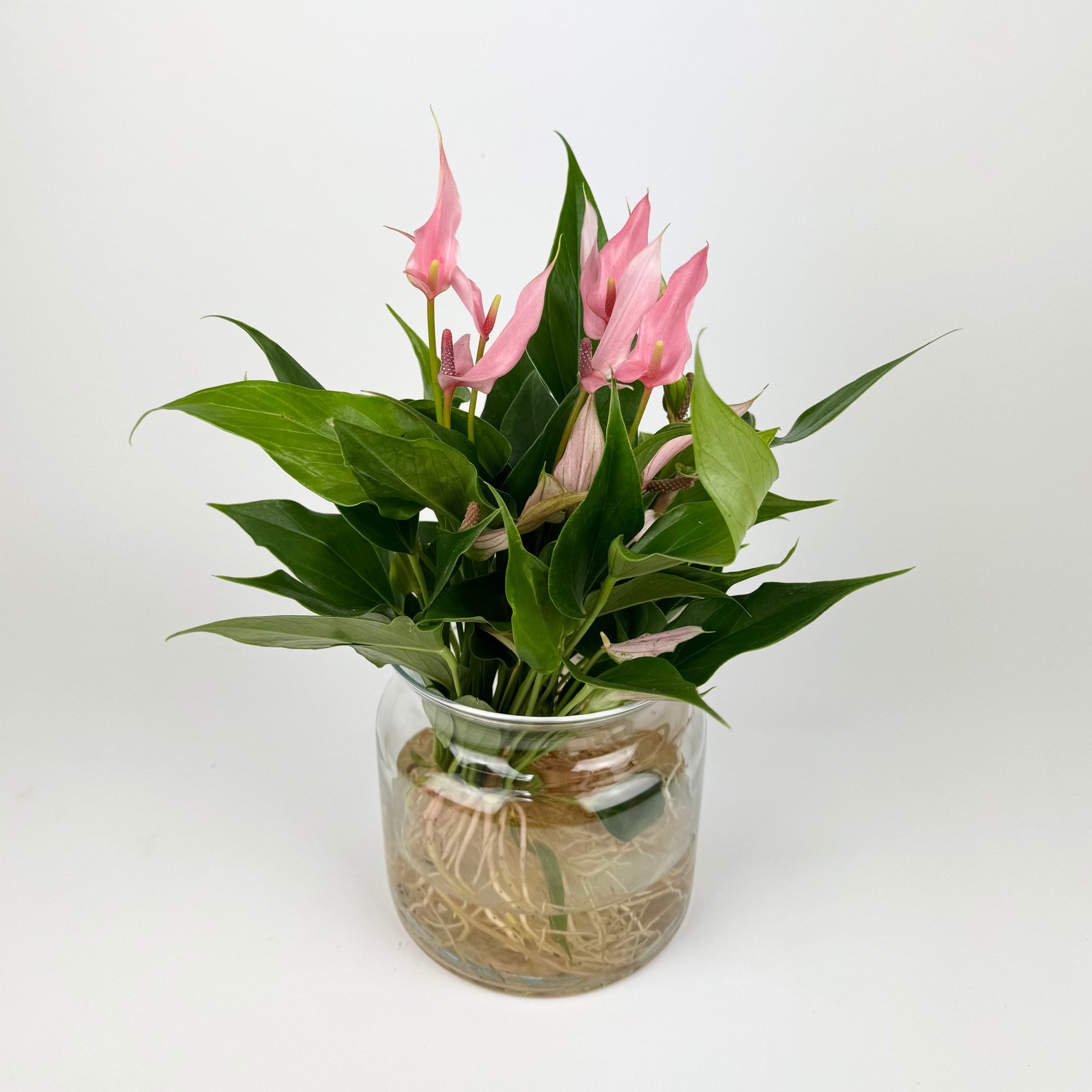 aqua roots anthurium Anth Lilli Pink Aqua Roots Vase Houseplant – OH SO Floral