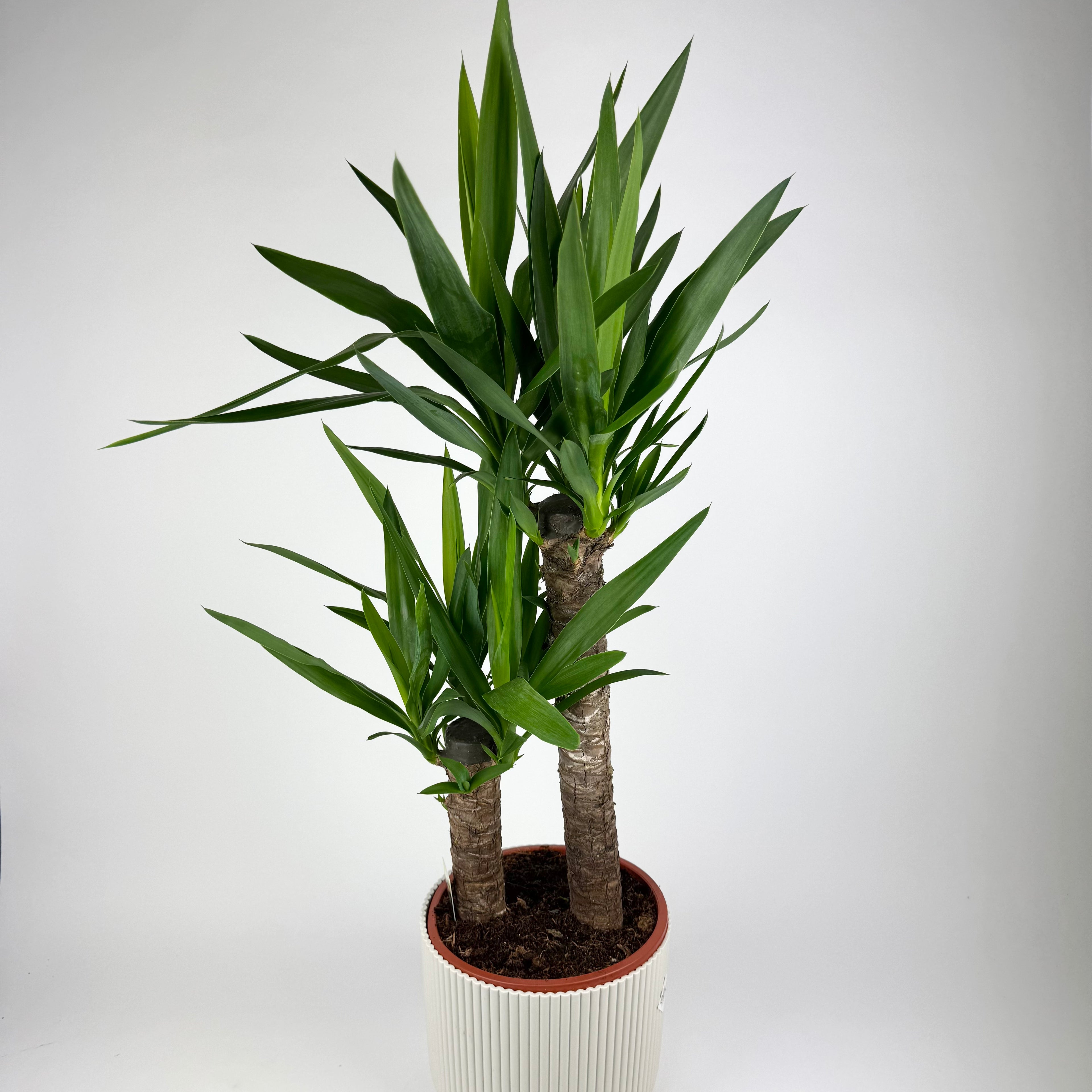 Large Yucca 2 Stem Houseplant