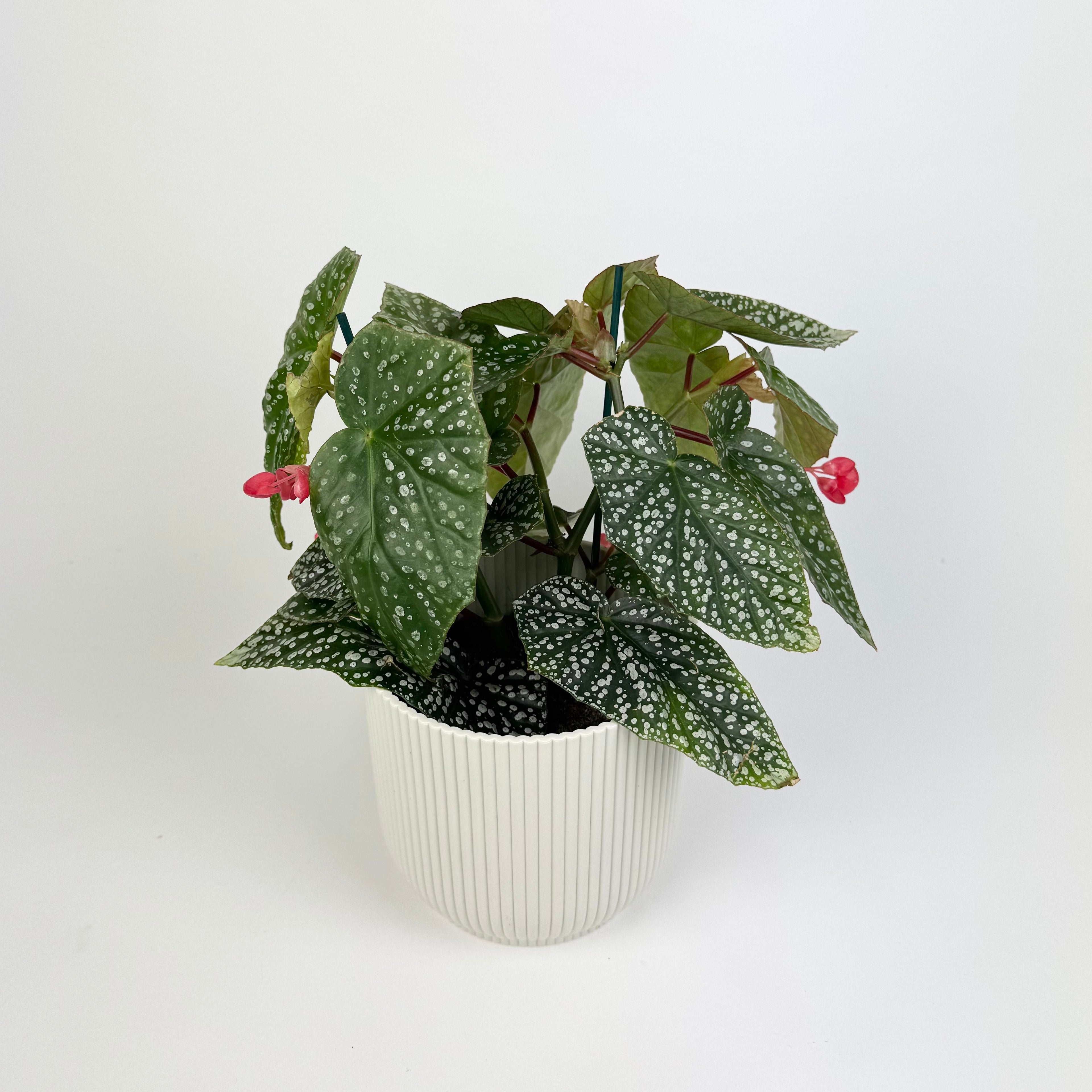 Begonia Albopicta Silver 12cm Houseplant