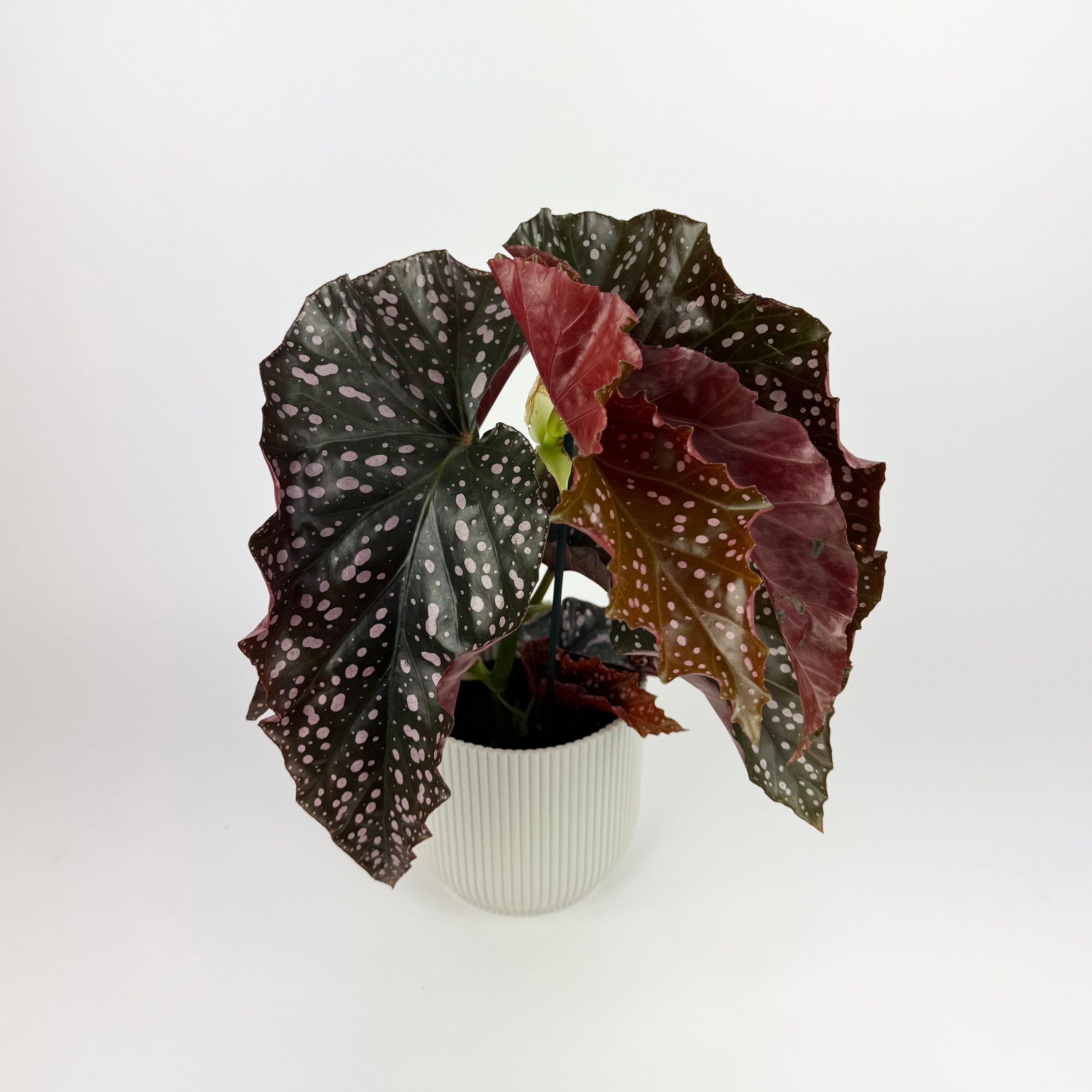 Begonia Cracklin Rosie 12cm Houseplant