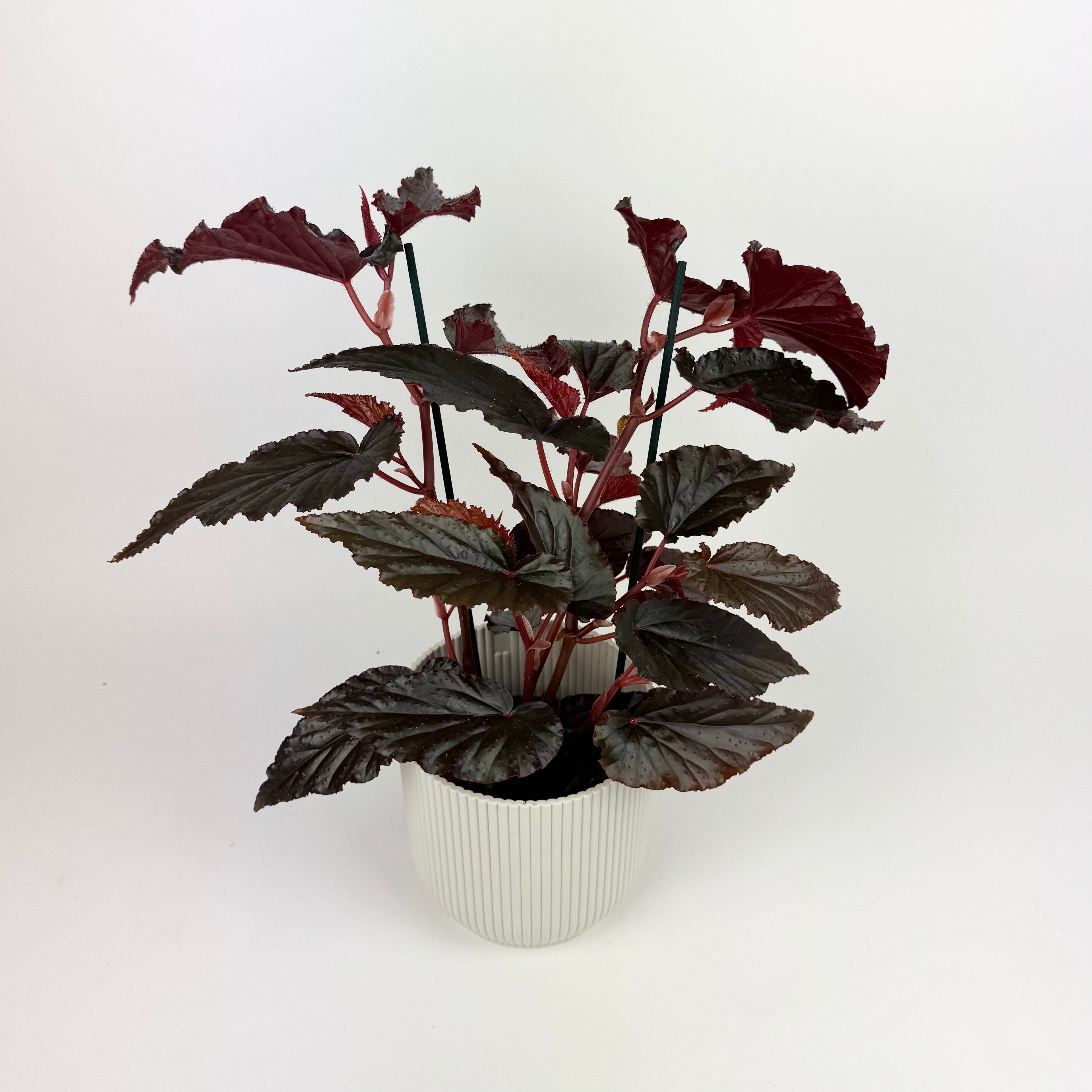 Begonia Arabian Sunset 12cm Houseplant
