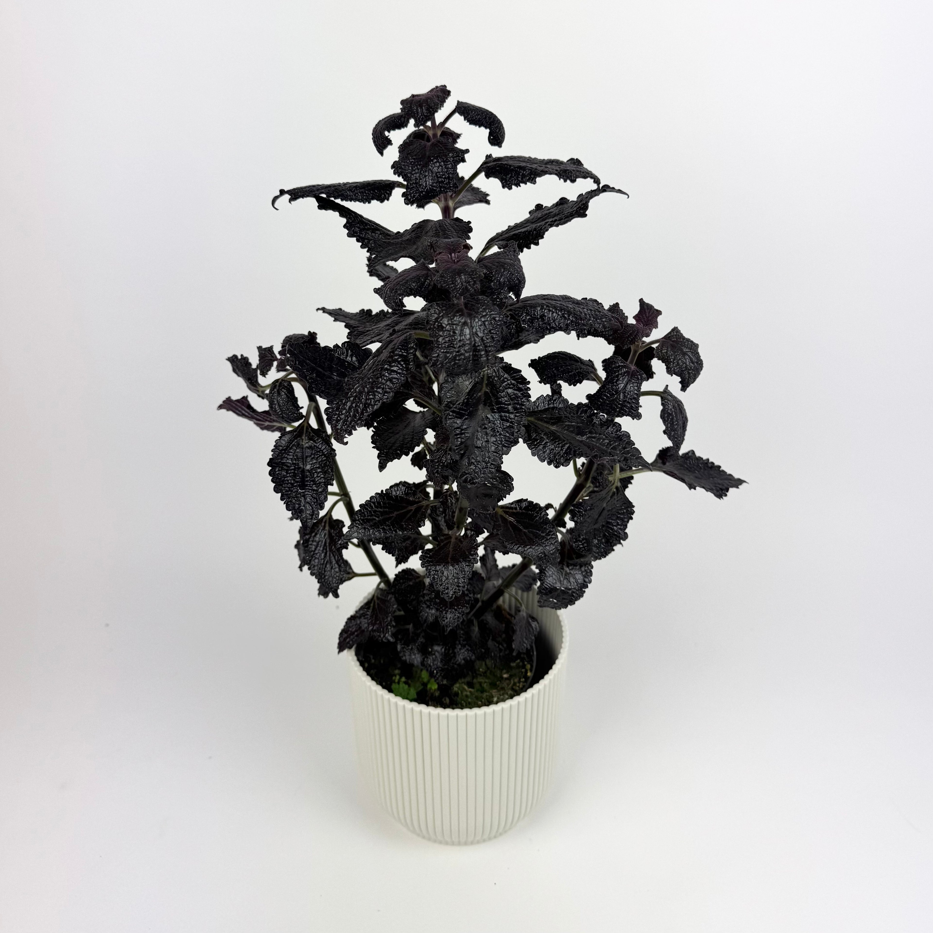 Coleus Shimmering Midnight 12cm Houseplant