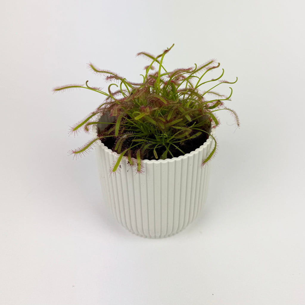 Drosera Carnivorous 8.5cm Houseplant