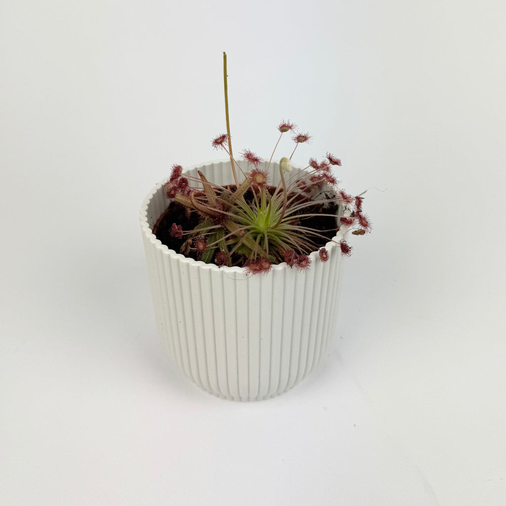 Drosera Carnivorous 8.5cm Houseplant