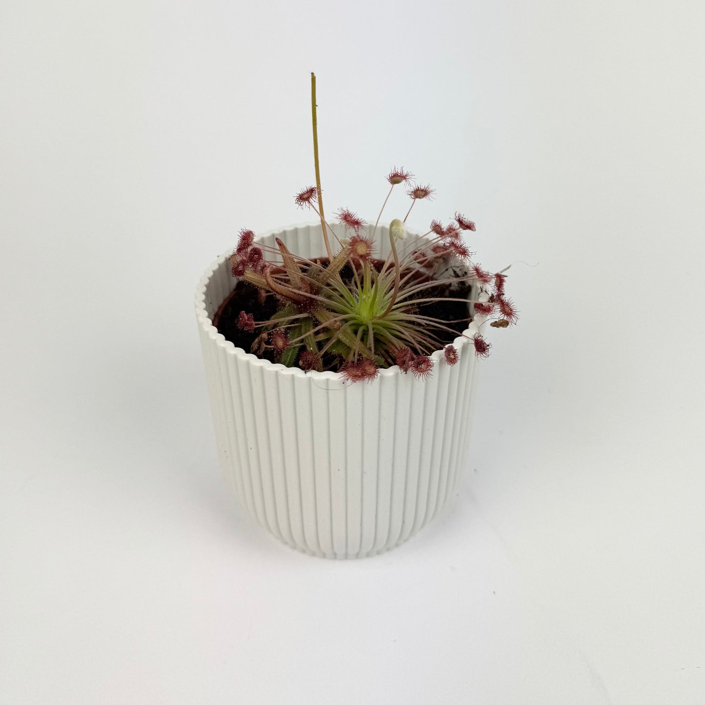 Drosera Carnivorous 8.5cm Houseplant