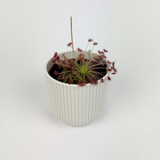 Drosera Carnivorous 8.5cm Houseplant