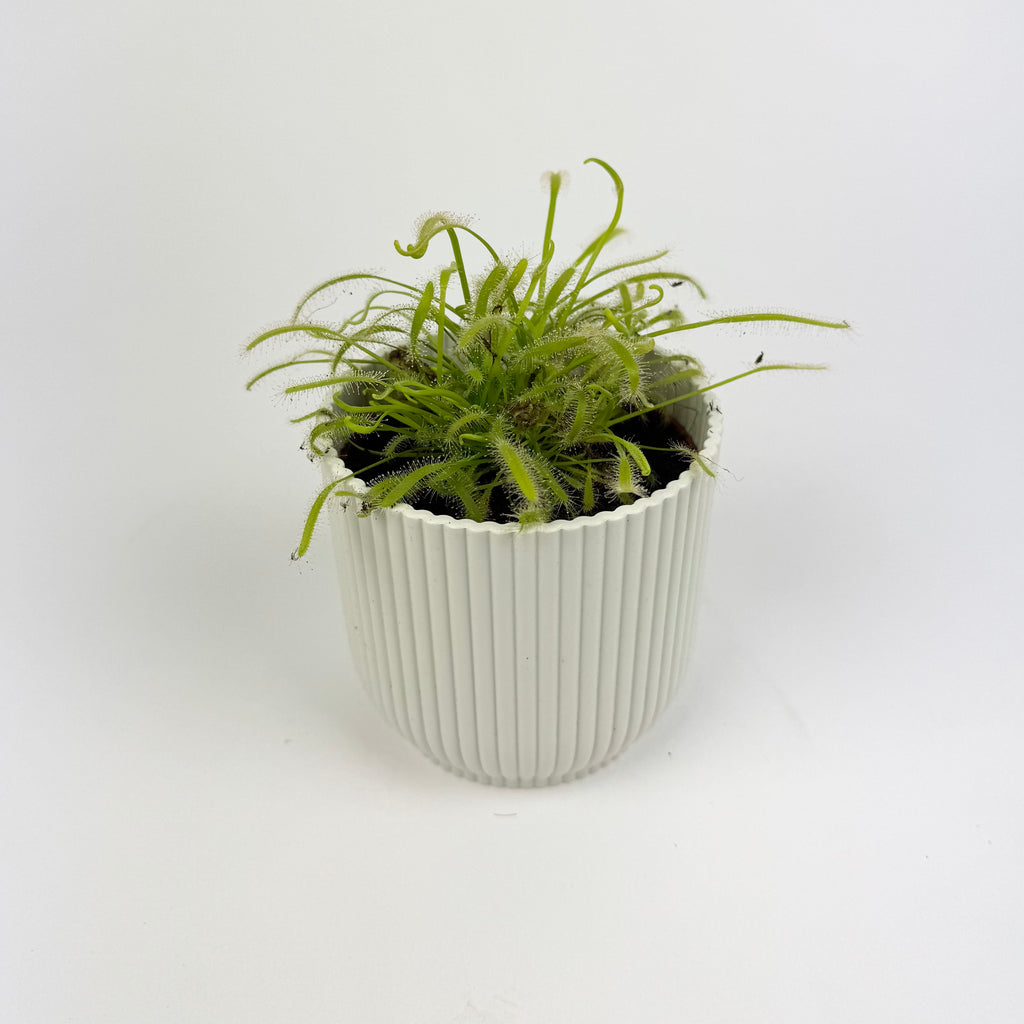 Drosera Carnivorous 8.5cm Houseplant