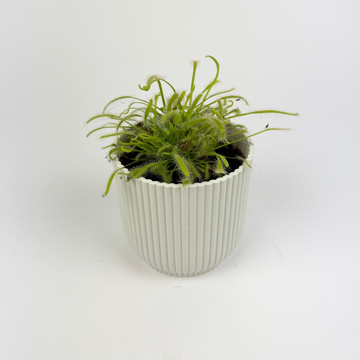 Drosera Carnivorous 8.5cm Houseplant