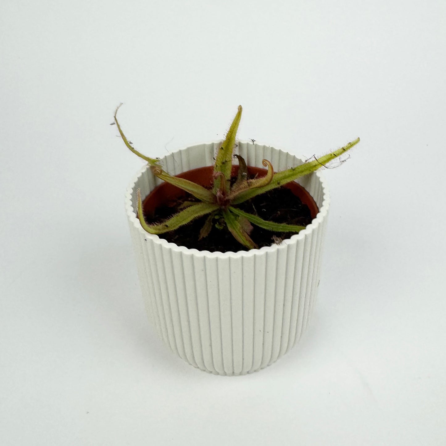 Drosera Carnivorous 8.5cm Houseplant
