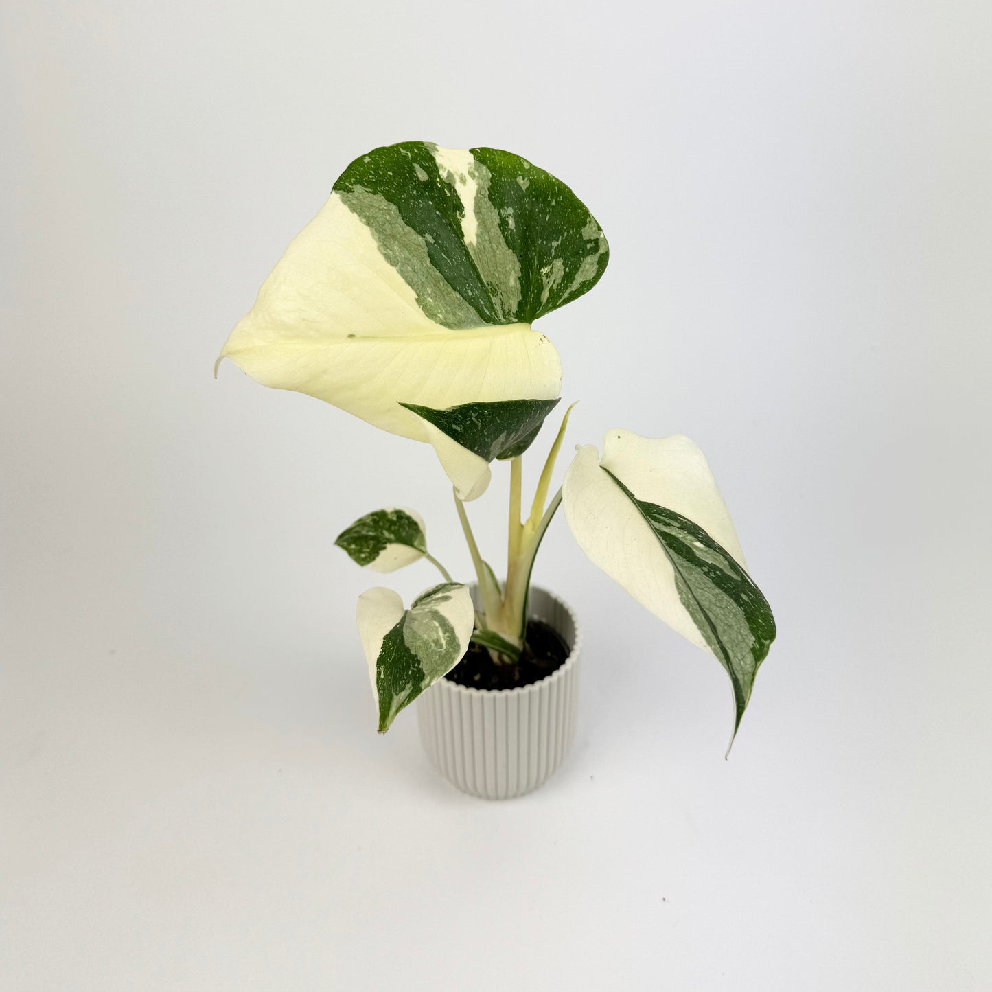 Monstera Creme Brulee Houseplant - Pre Order