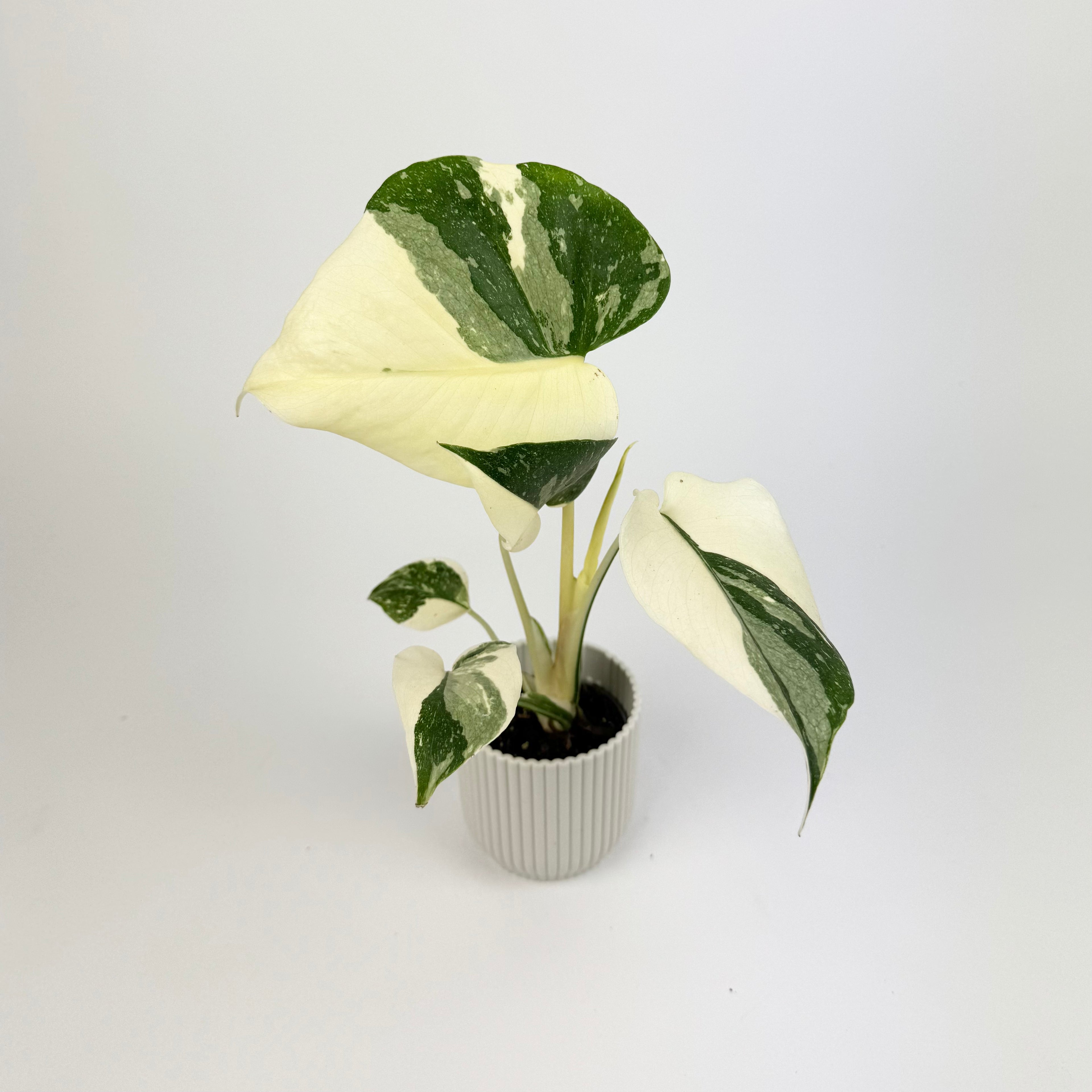 Monstera Creme Brulee Houseplant