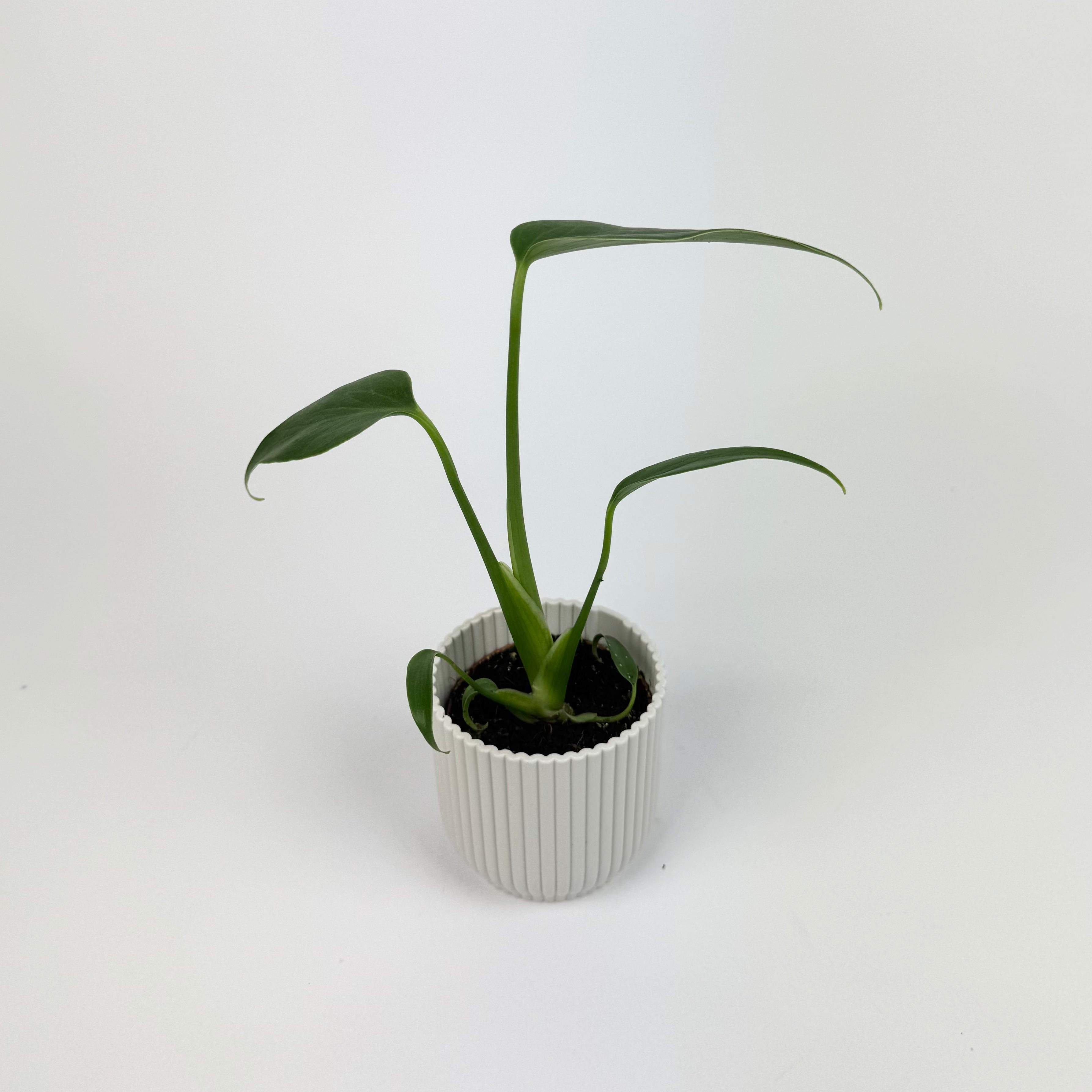 MINI Monstera Burl Marx Flame 6cm Houseplant