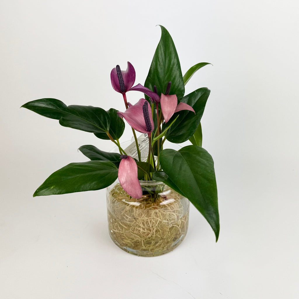 Anthurium Royal Champion Hydroponic Vase Houseplant