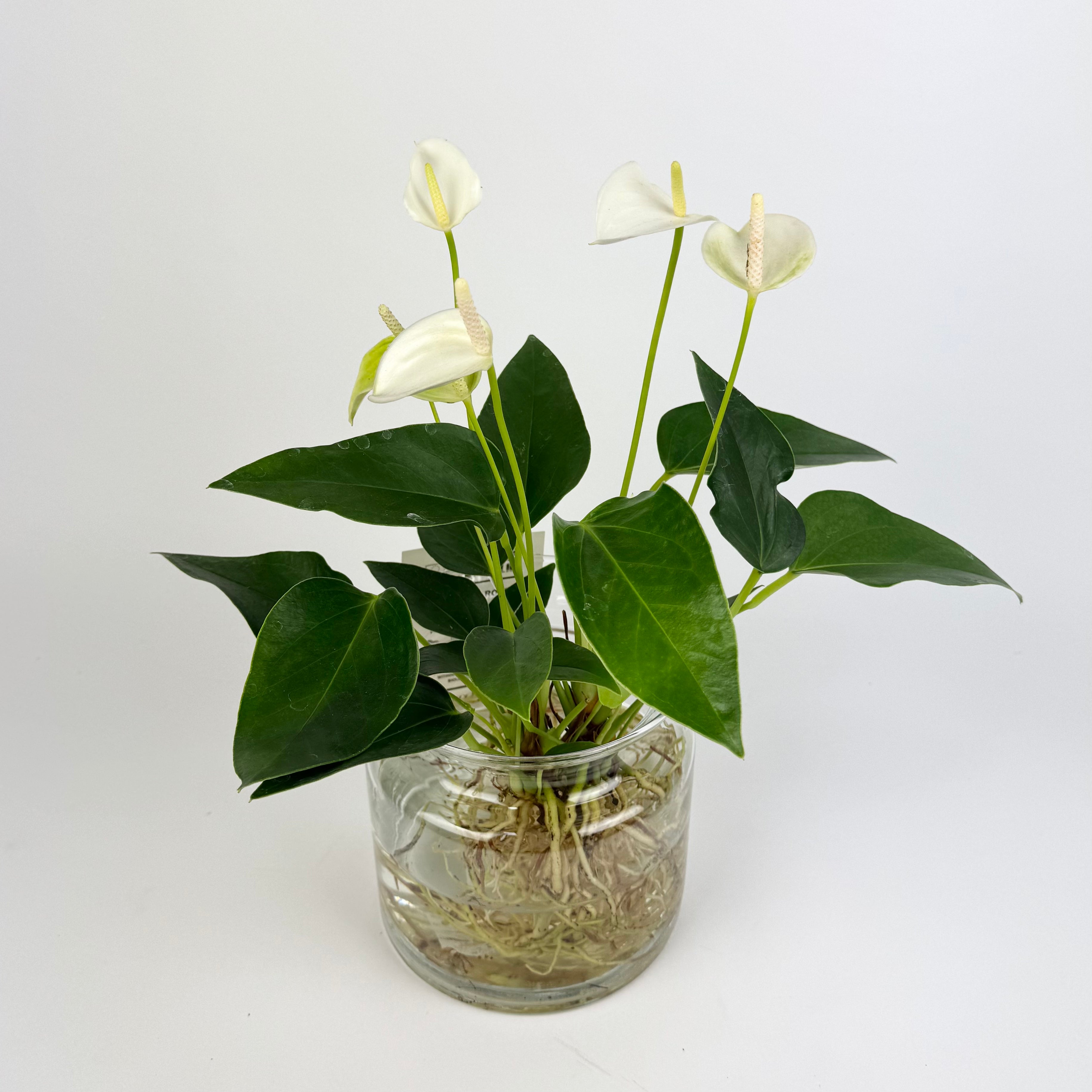 Anthurium Royal Champion Hydroponic Vase Houseplant