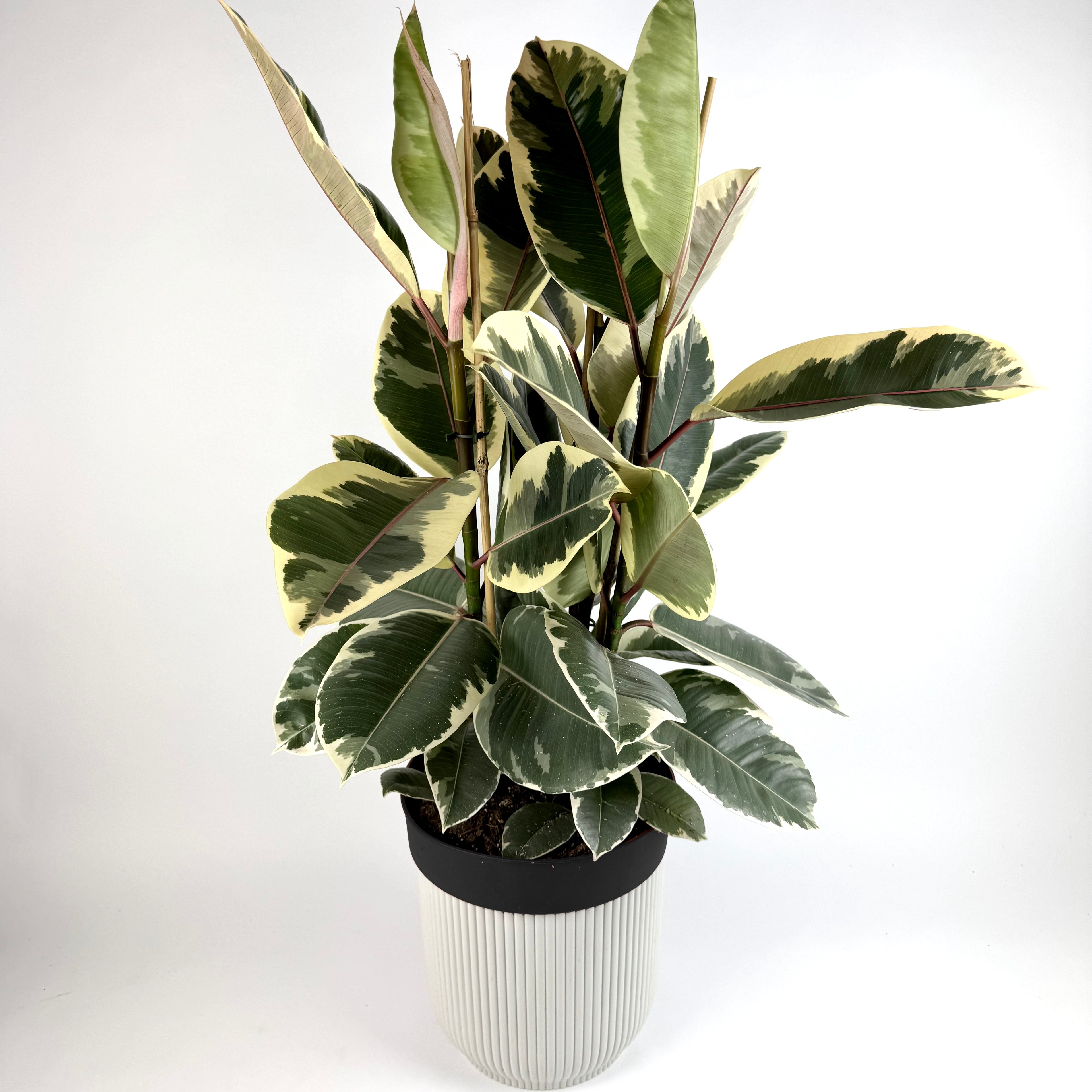 Large Ficus Rubber Tineke 24cm Pot Houseplant