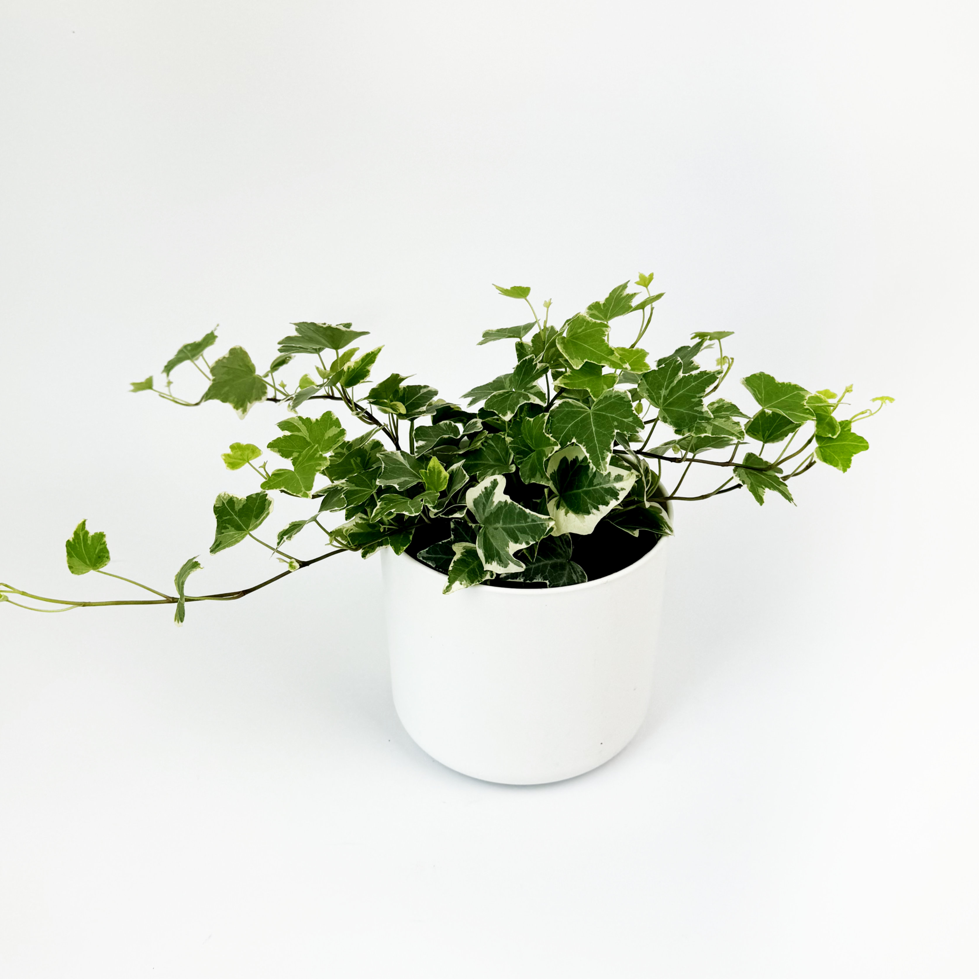 Helix Eva Houseplant