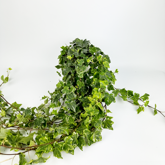 Helix Ivy Mint Indoor Houseplant