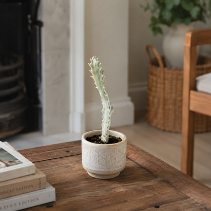 Euphorbia Lactia White Ghost 8cm Houseplant