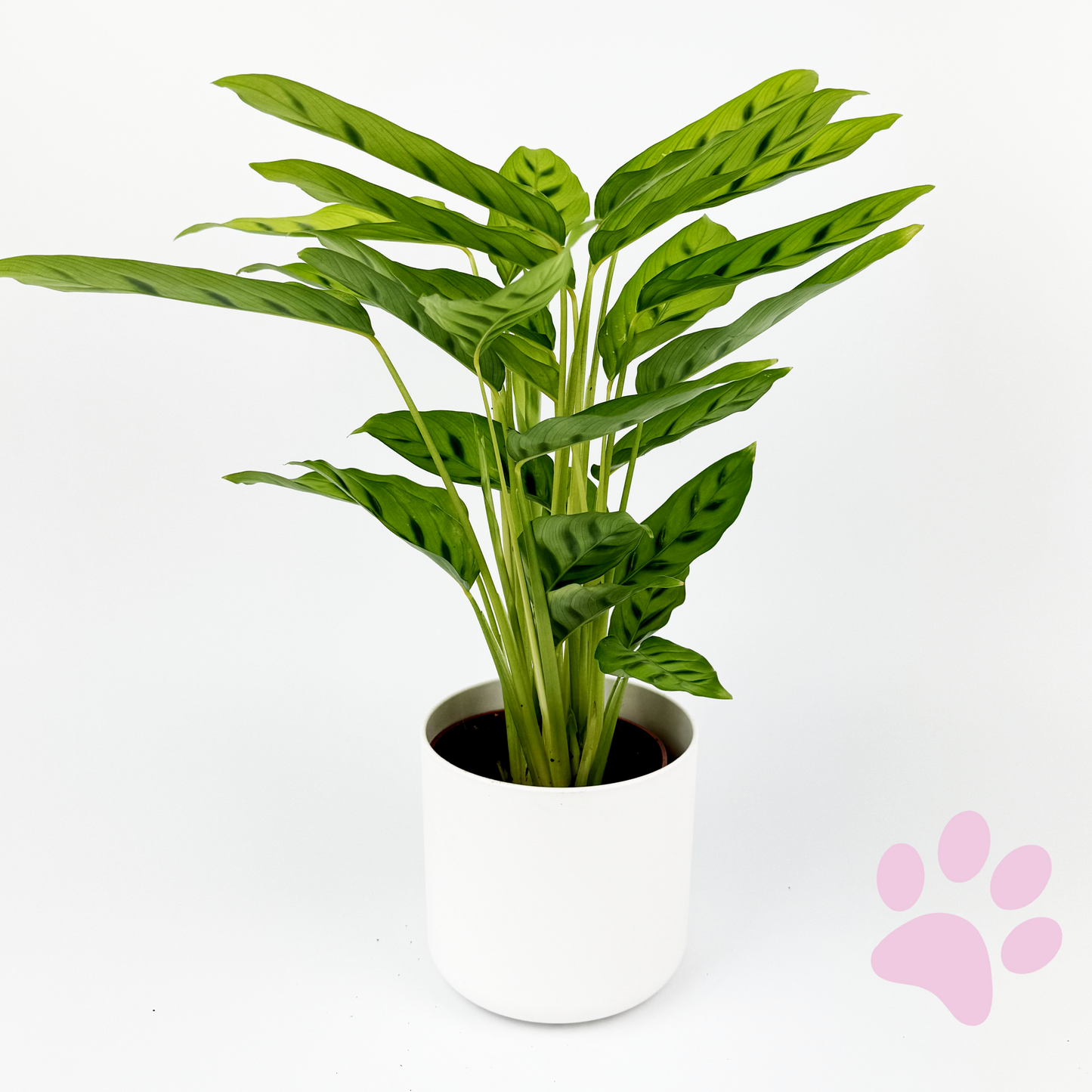 Calathea Leopardina Indoor Houseplant