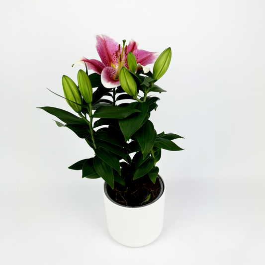 Pink Oriental Lily Plant