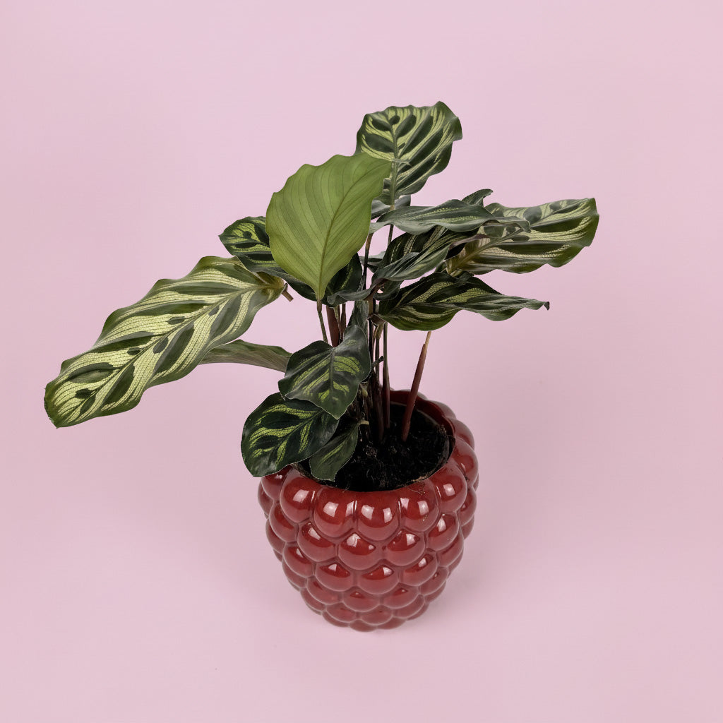 Calathea Houseplant And Raspberry Ceramic Pot Gift Set