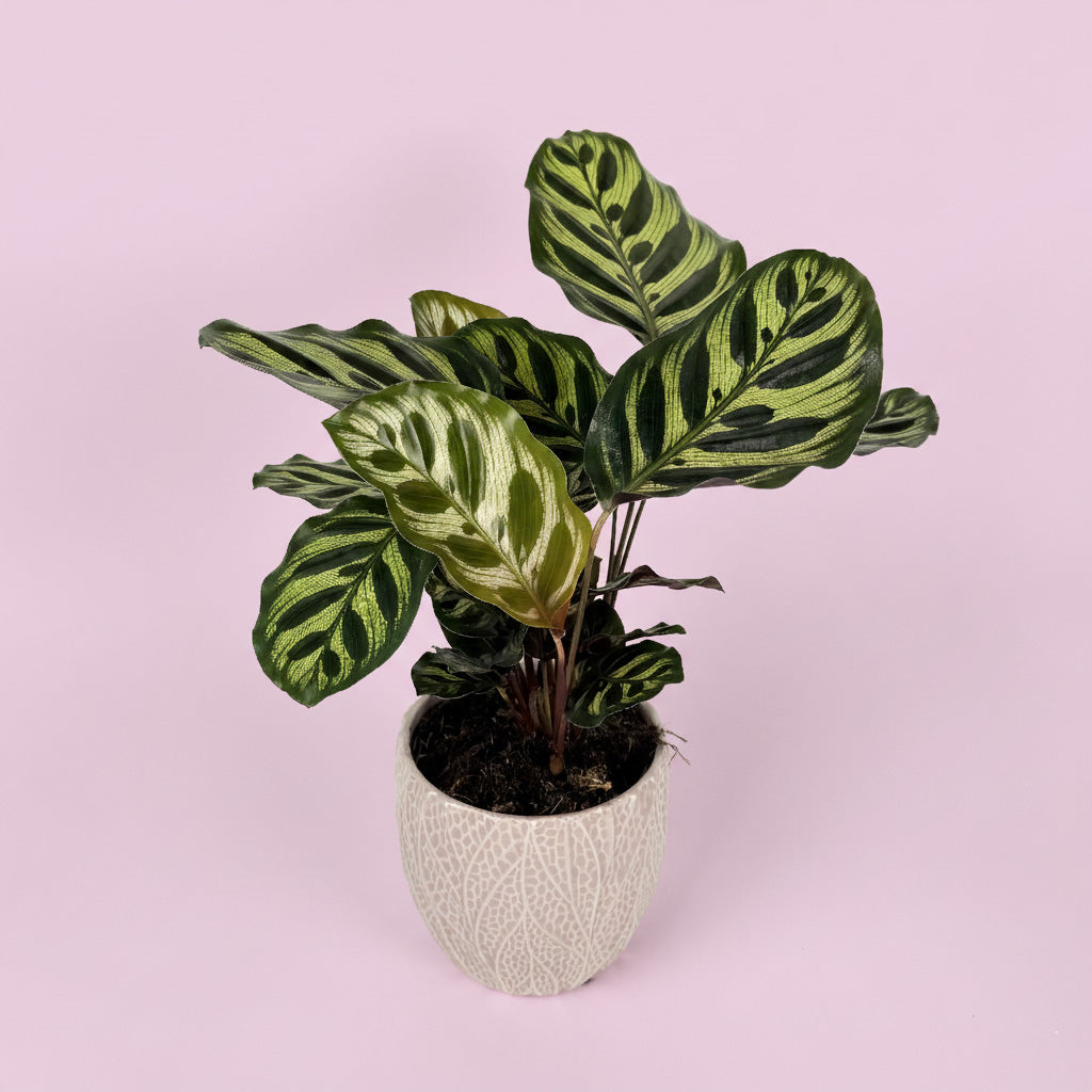 Calathea Houseplant And Pink Leaf Ceramic Pot Gift Set