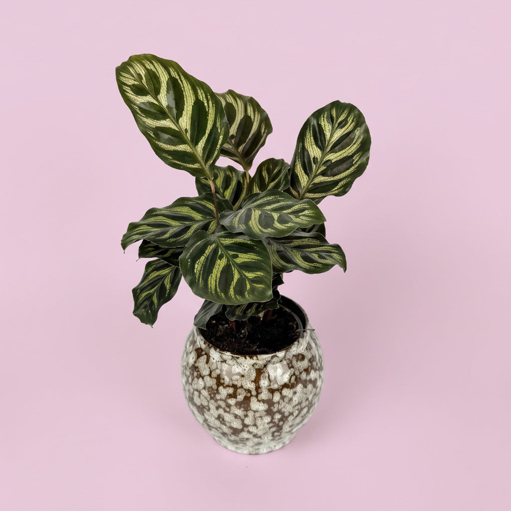 Calathea Houseplant And Safari Ceramic Pot Gift Set