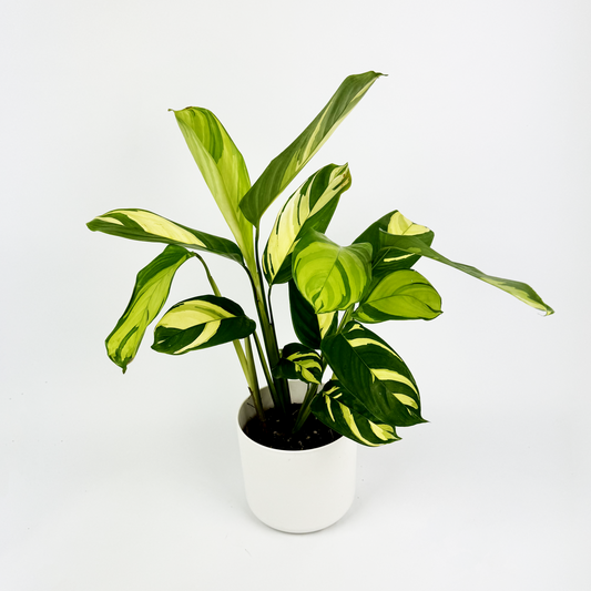 Ctenanthe pilosa Indoor Houseplant