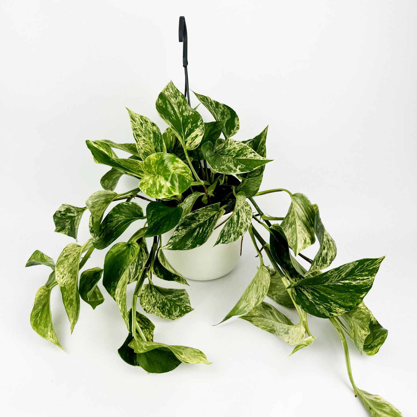 15cm Hanging Marble Queen Pothos